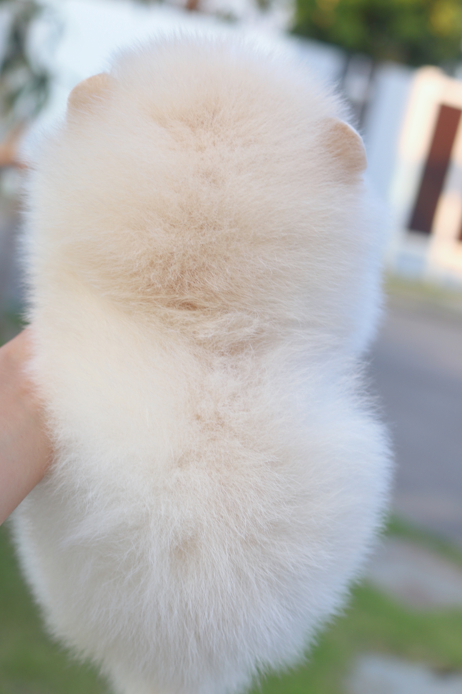 ปอมเมอเรเนียน เพศเมีย สีขาวครีม