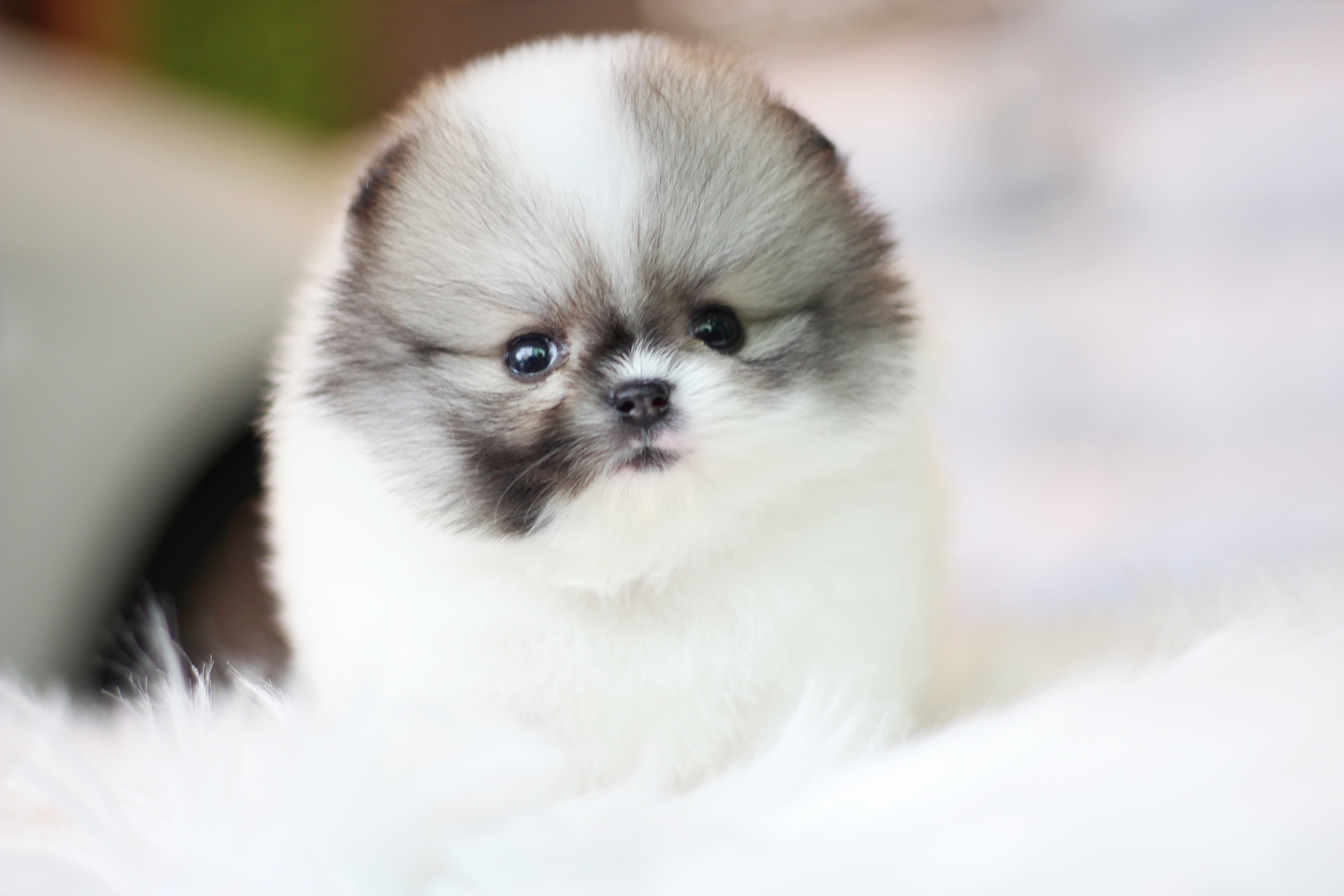 ปอมเมอเรเนียน เพศผู้แฟนซีเกรดโชว์