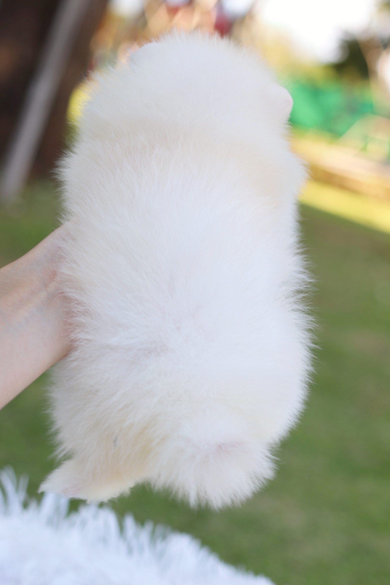 ปอมเมอเรเนียน เพศผู้ ไซส์เล็ก เกรดโชว์