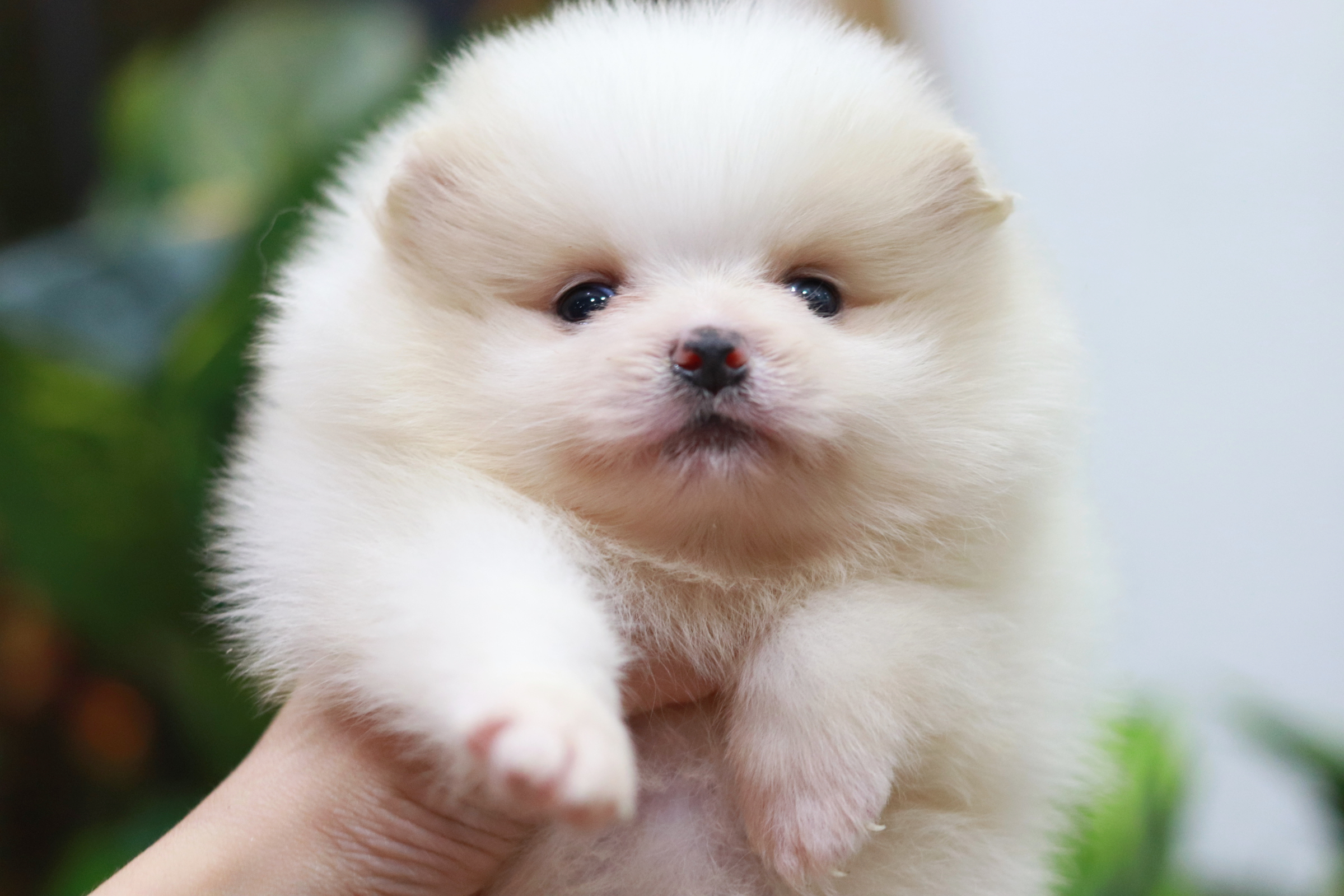 ปอมเมอเรเนียน เพศผู้