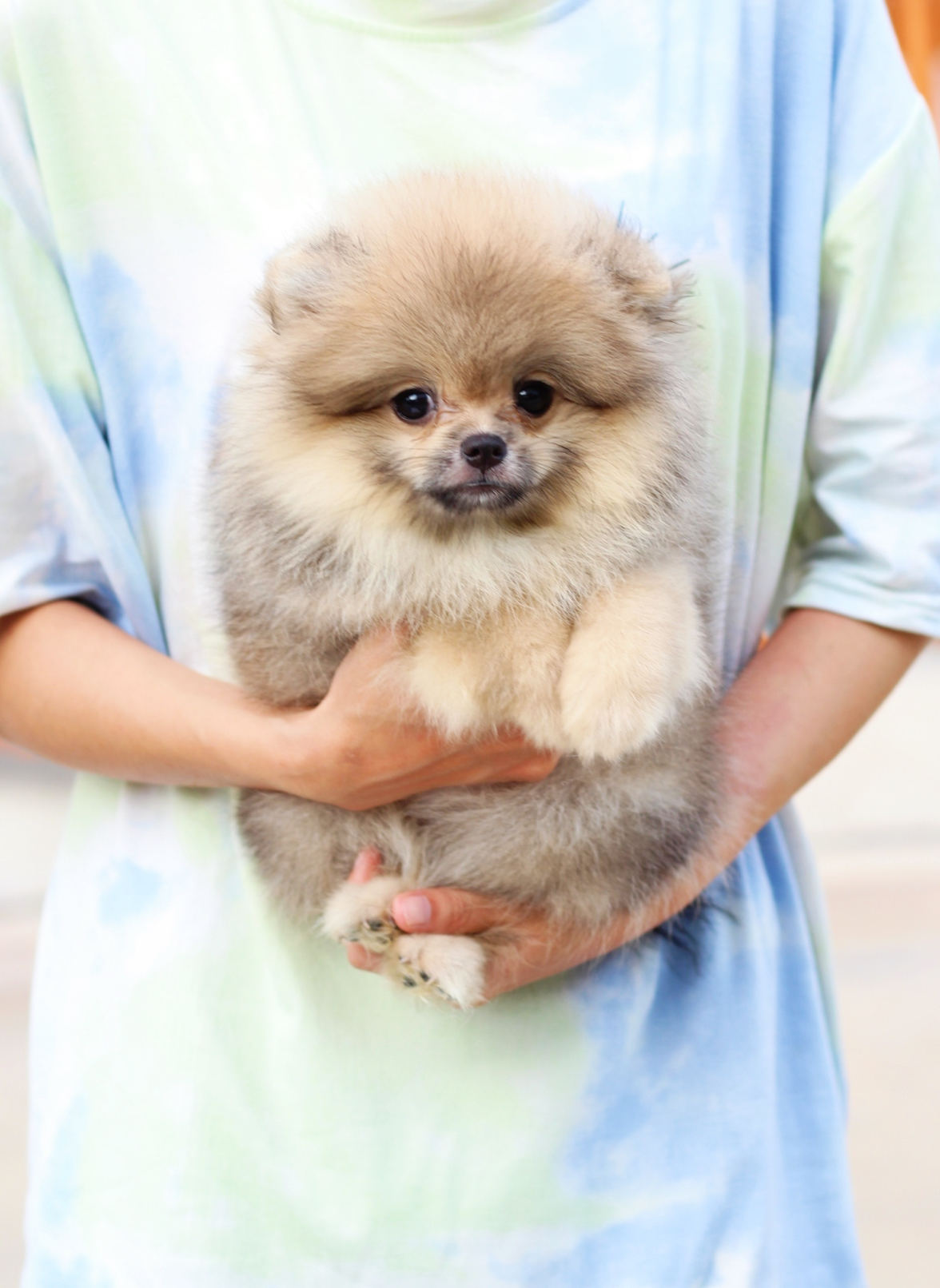 ปอมเมอเรเนียน เพศเมียสีส้ม