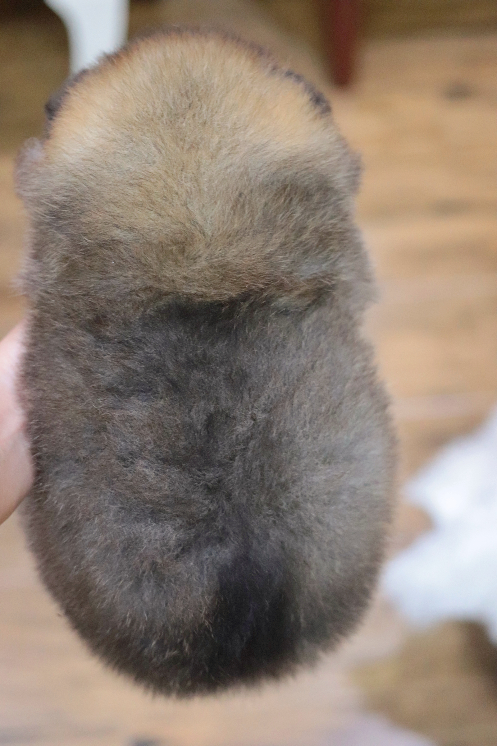 ปอมเมอเรเนียน เพศเมียสีส้มเซเบิ้ล