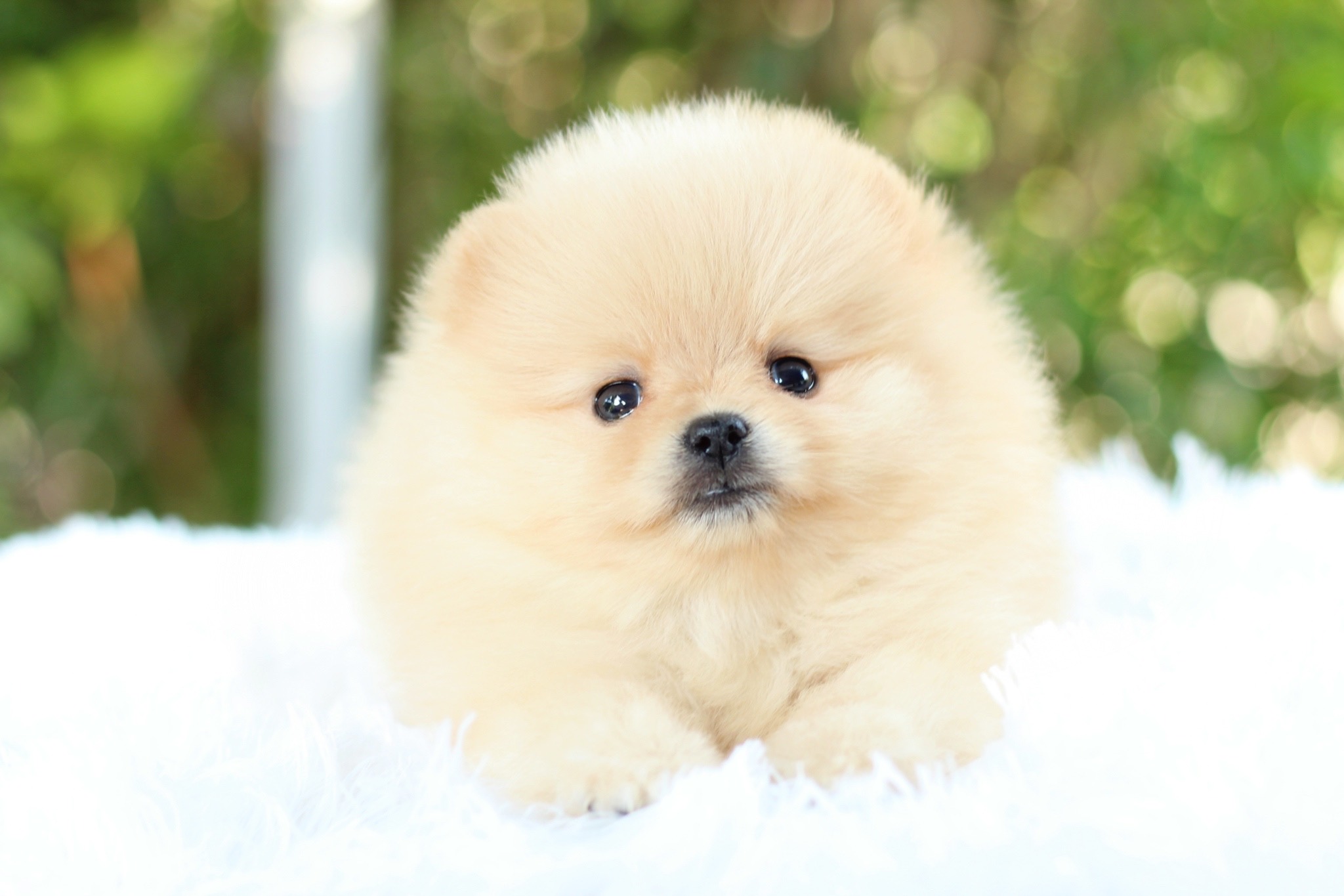 ปอมเมอเรเนียน เพศเมียสีครีม หน้าตุ๊กตา