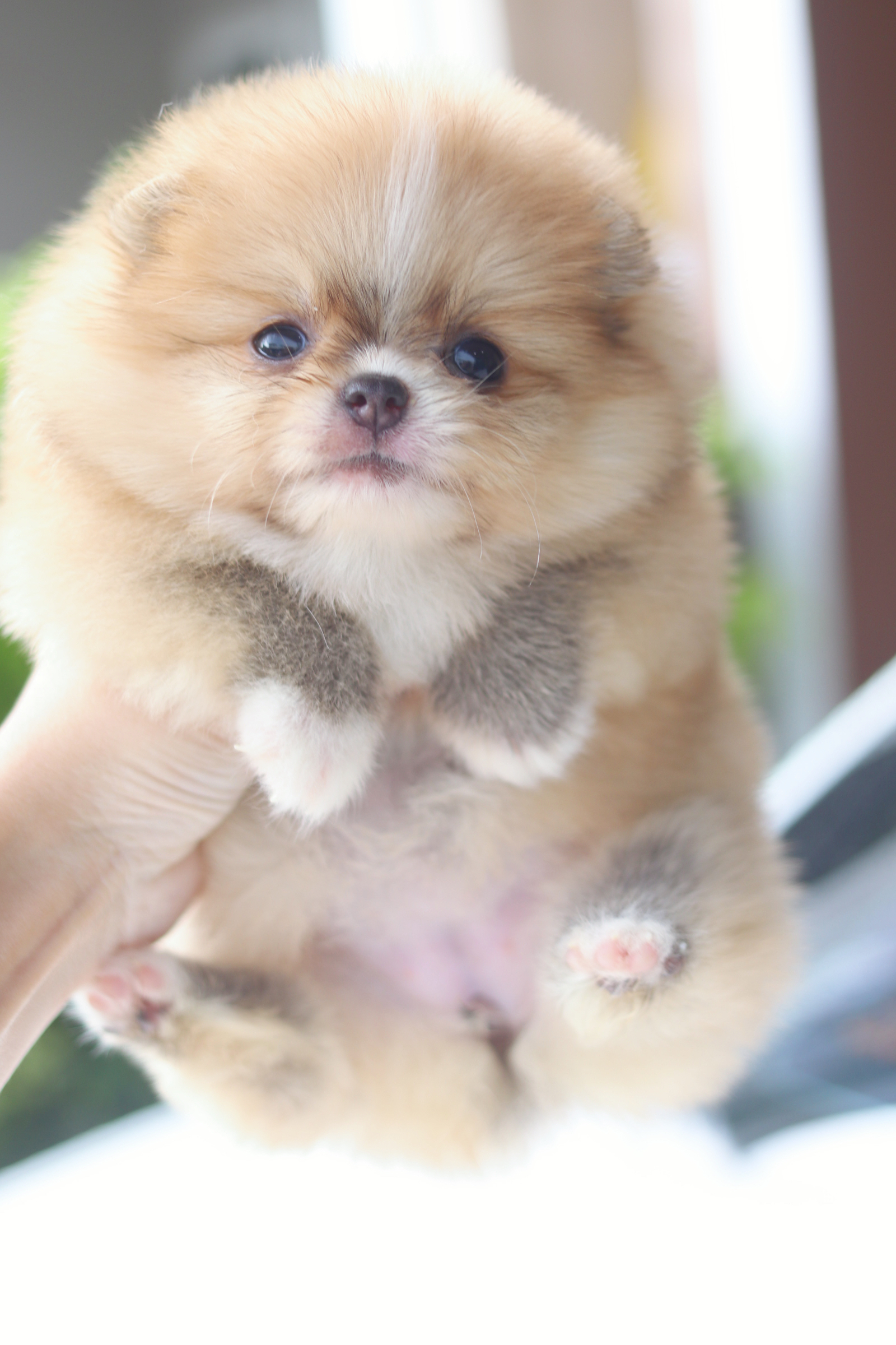 ปอมเมอเรเนียน เพศเมียสีส้ม