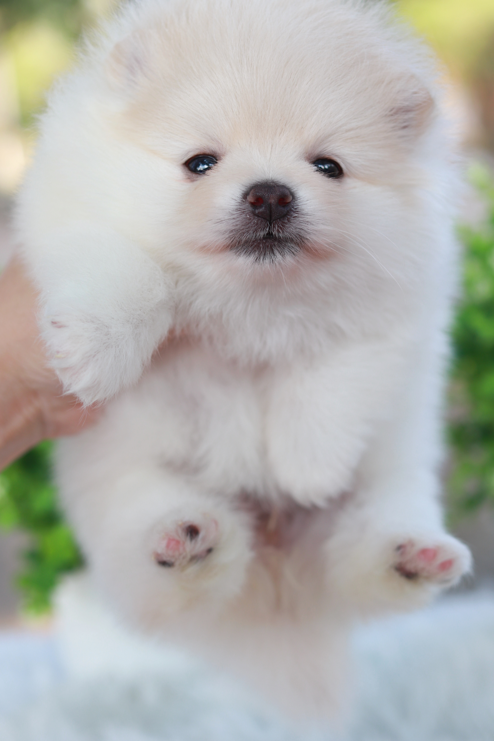 ปอมเมอเรเนียน เพศเมีย สีครีม