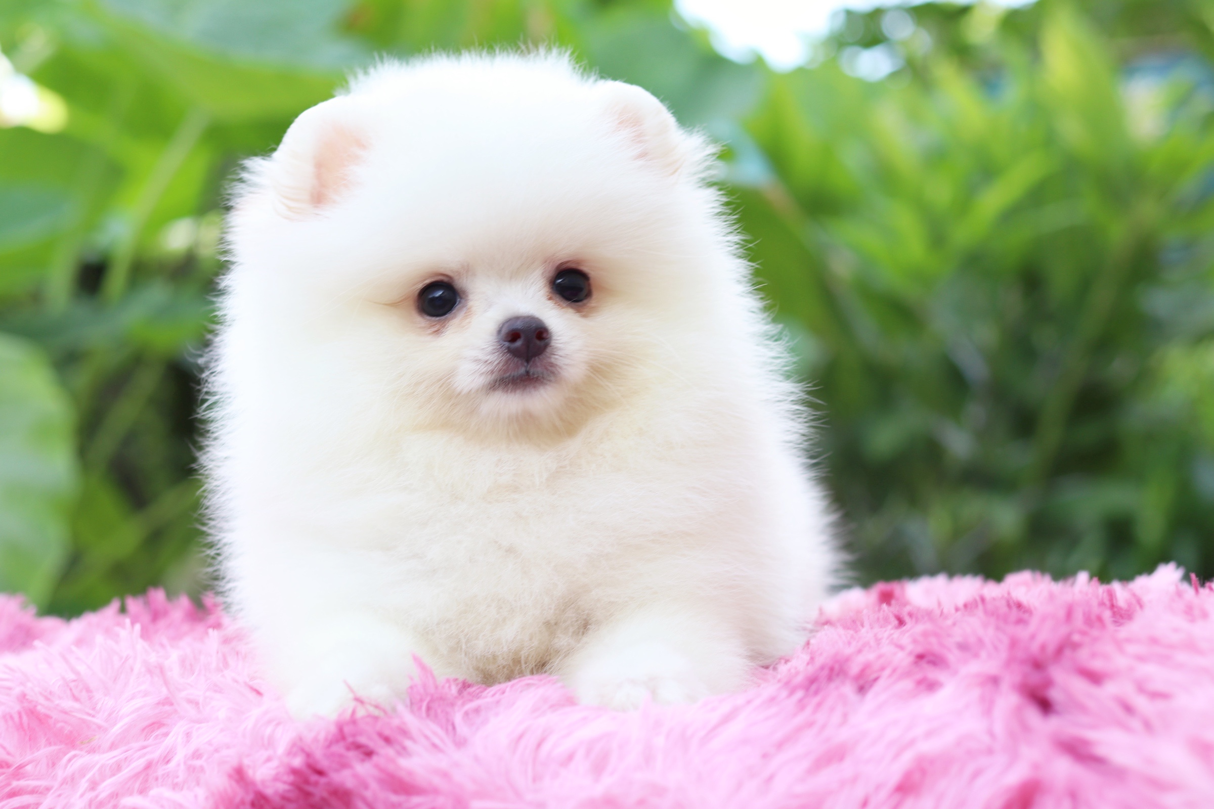 ปอมเมอเรเนียน เพศผู้ สีขาวครีม