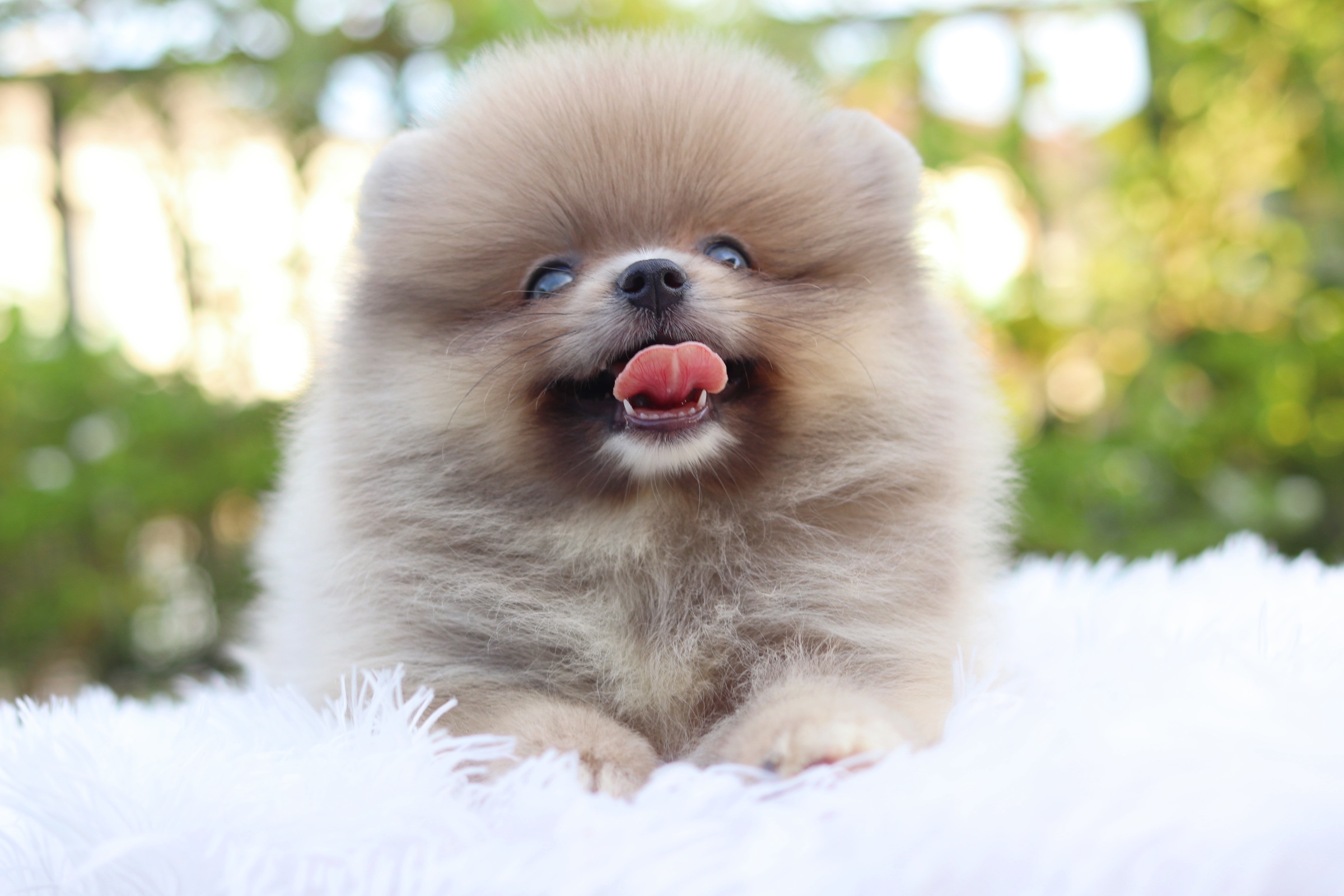 ปอมเมอเรเนียน เพศผู้ สีโอวัลติน