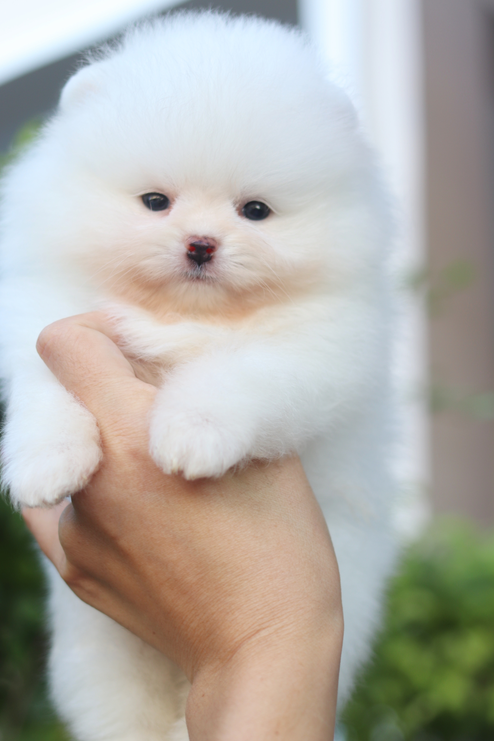 ปอมเมอเรเนียน เพศผู้สีขาวสำลีเกรดโชว์