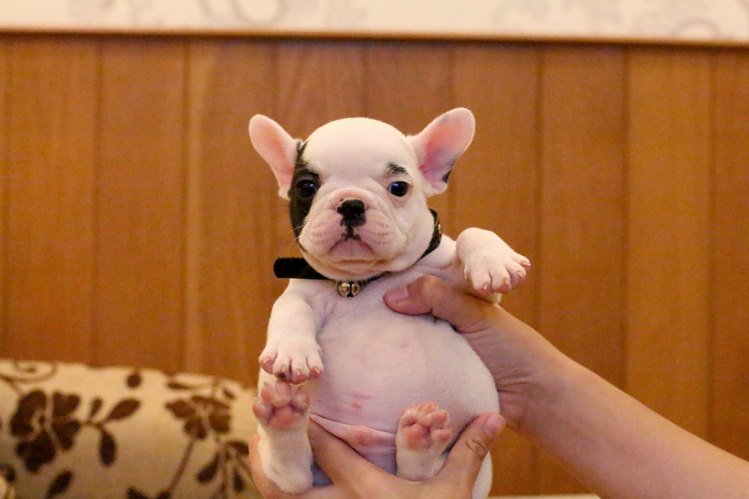 เด็กชายแรมโบ้ มีคิ้วข้างเดียว หน้าตาน่ารัก