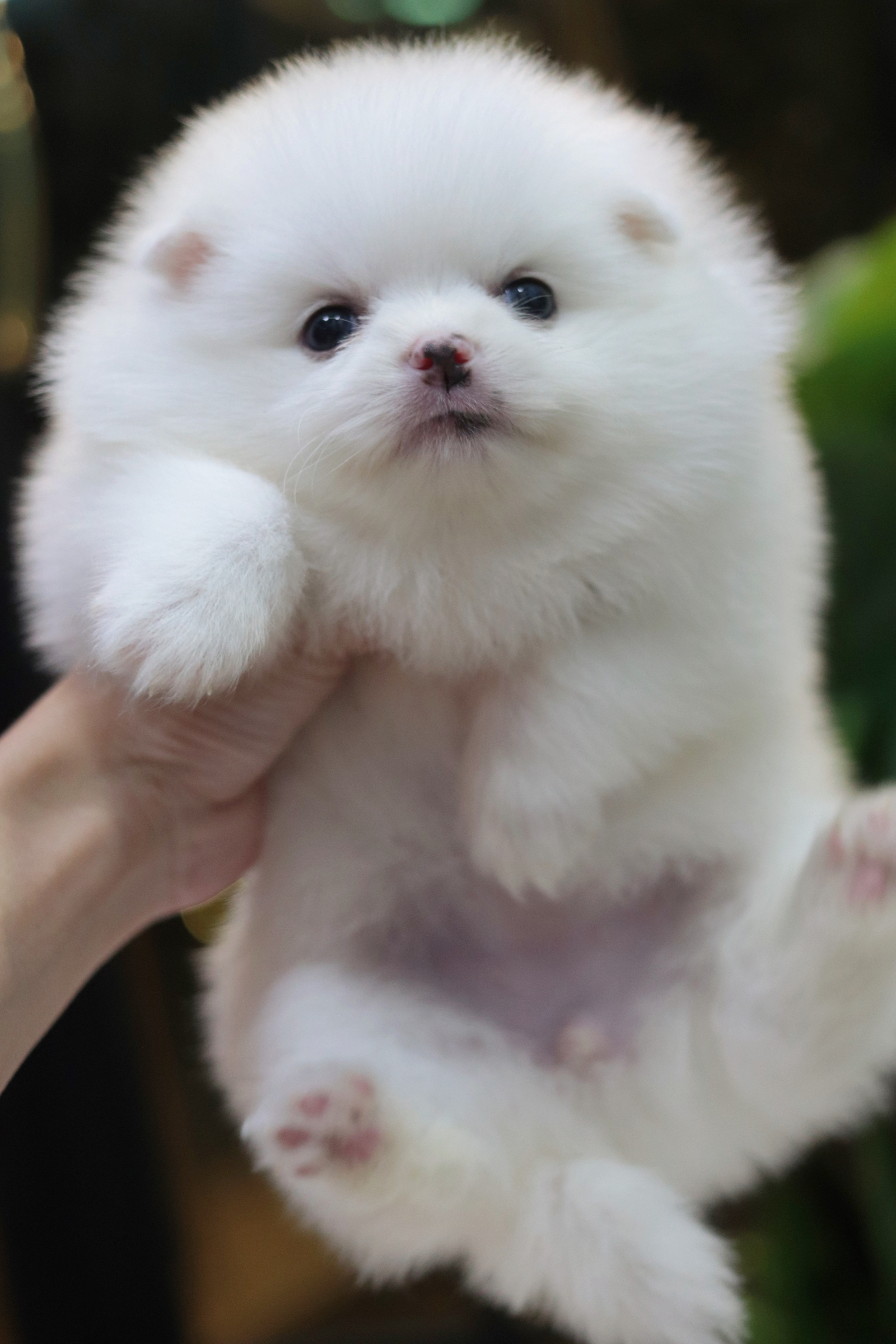 ปอมเมอเรเนียน เพศเมียสีขาว