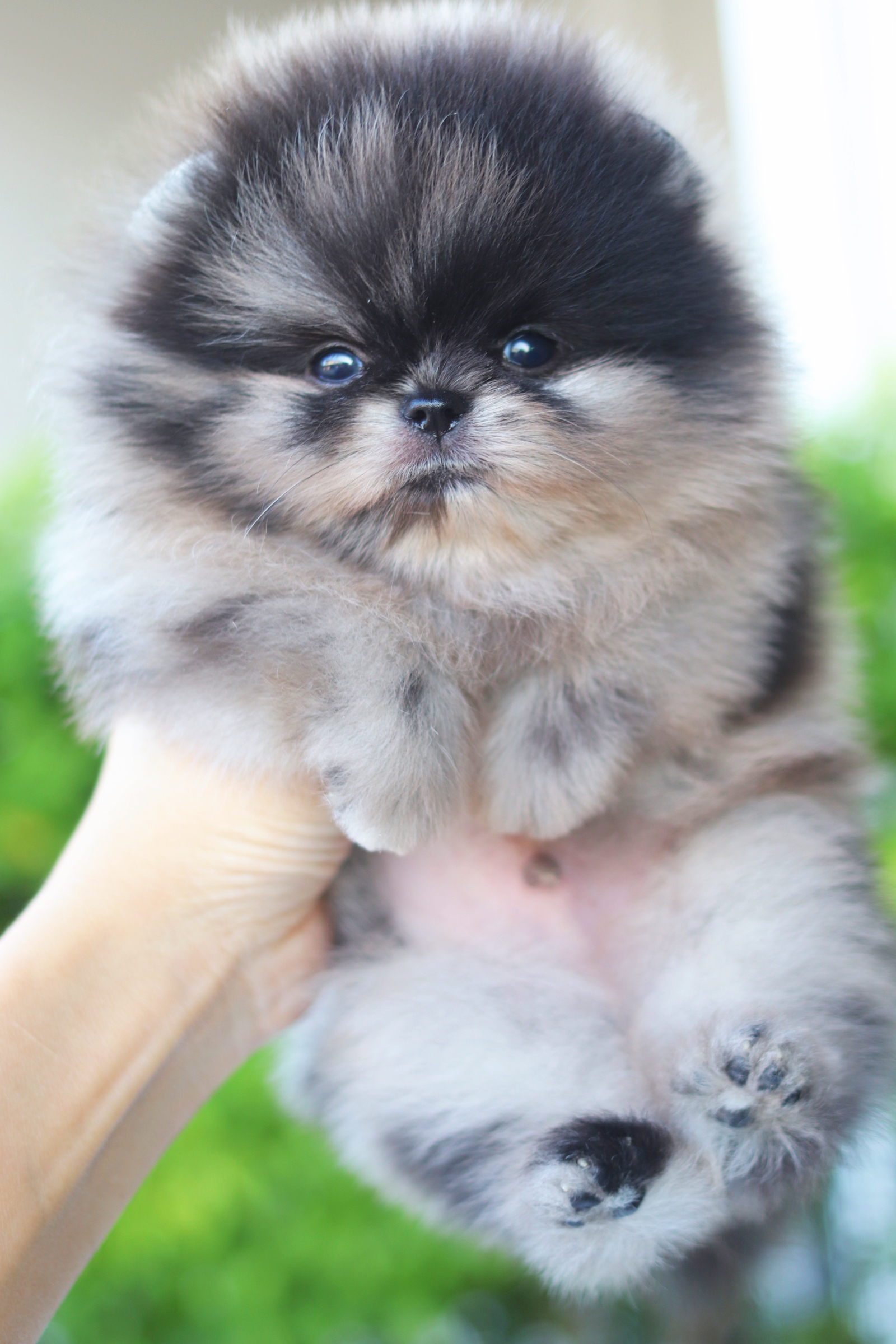 ปอมเมอเรเนียน เพศผู้สีเมอร์เร่ เกรดโชว์