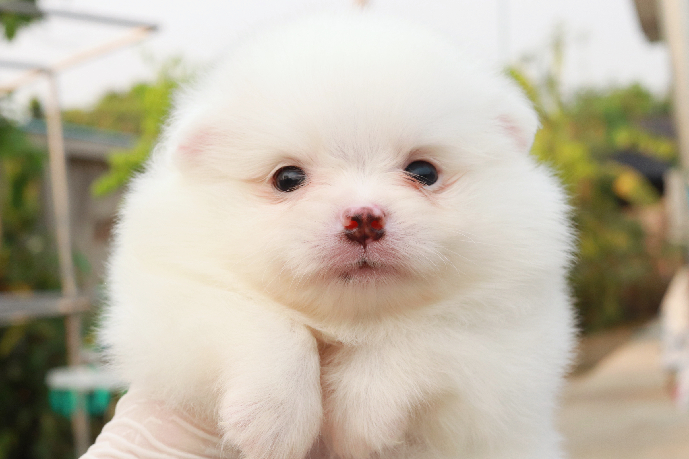 ปอมเมอเรเนียน เพศผู้ขาว