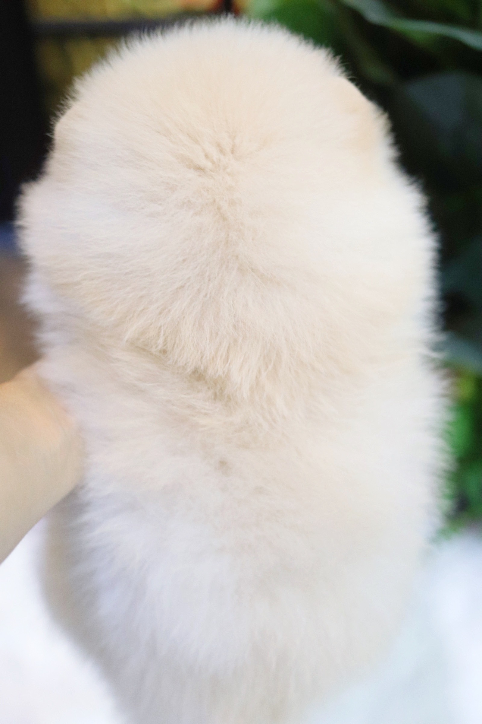 ปอมเมอเรเนียน เพศผู้ขาวครีม