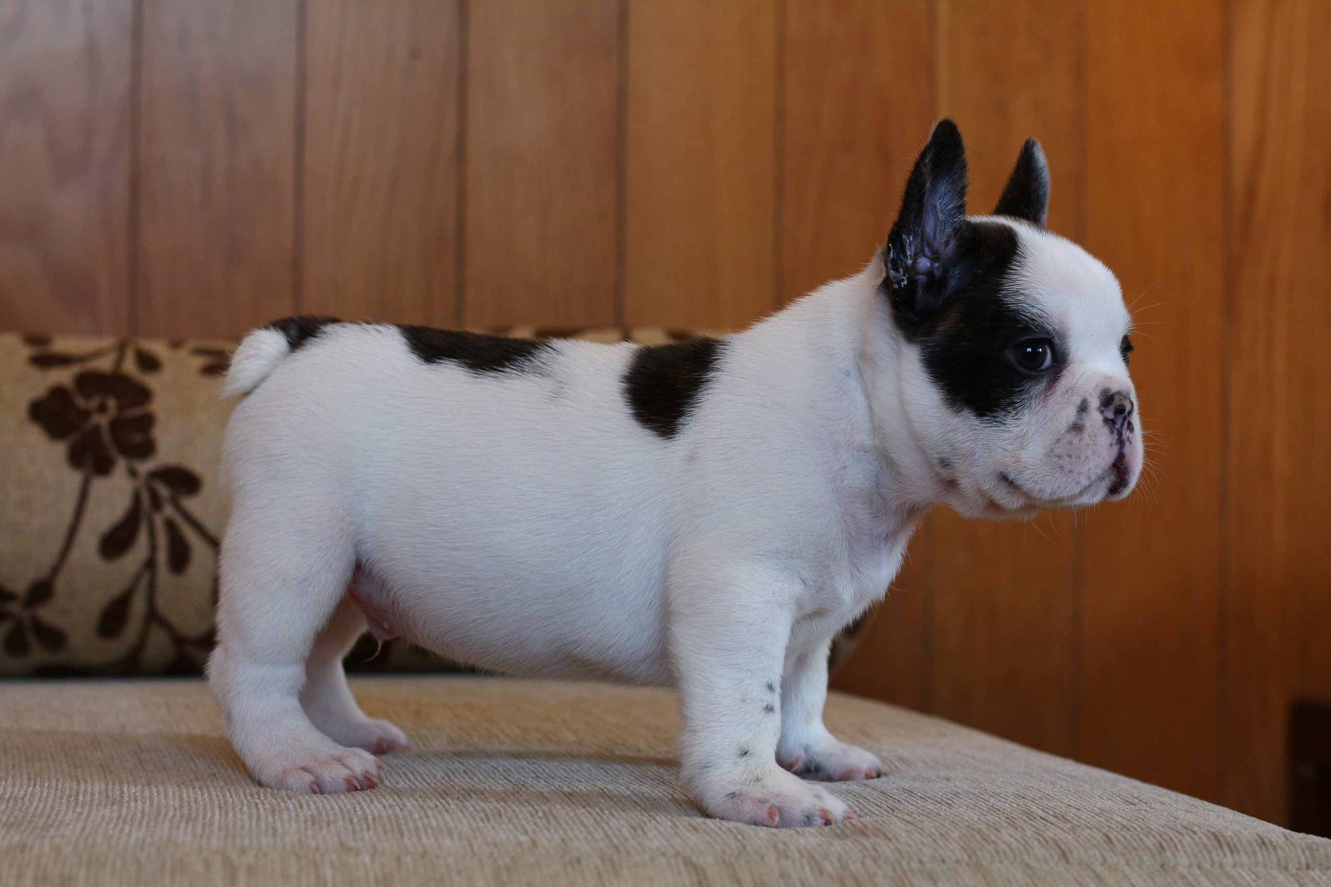 น้องไข่ตุ๋น เฟรนช์บูลด็อกสวยๆ โครงสร้างหนา ตัวอวบอ้วน