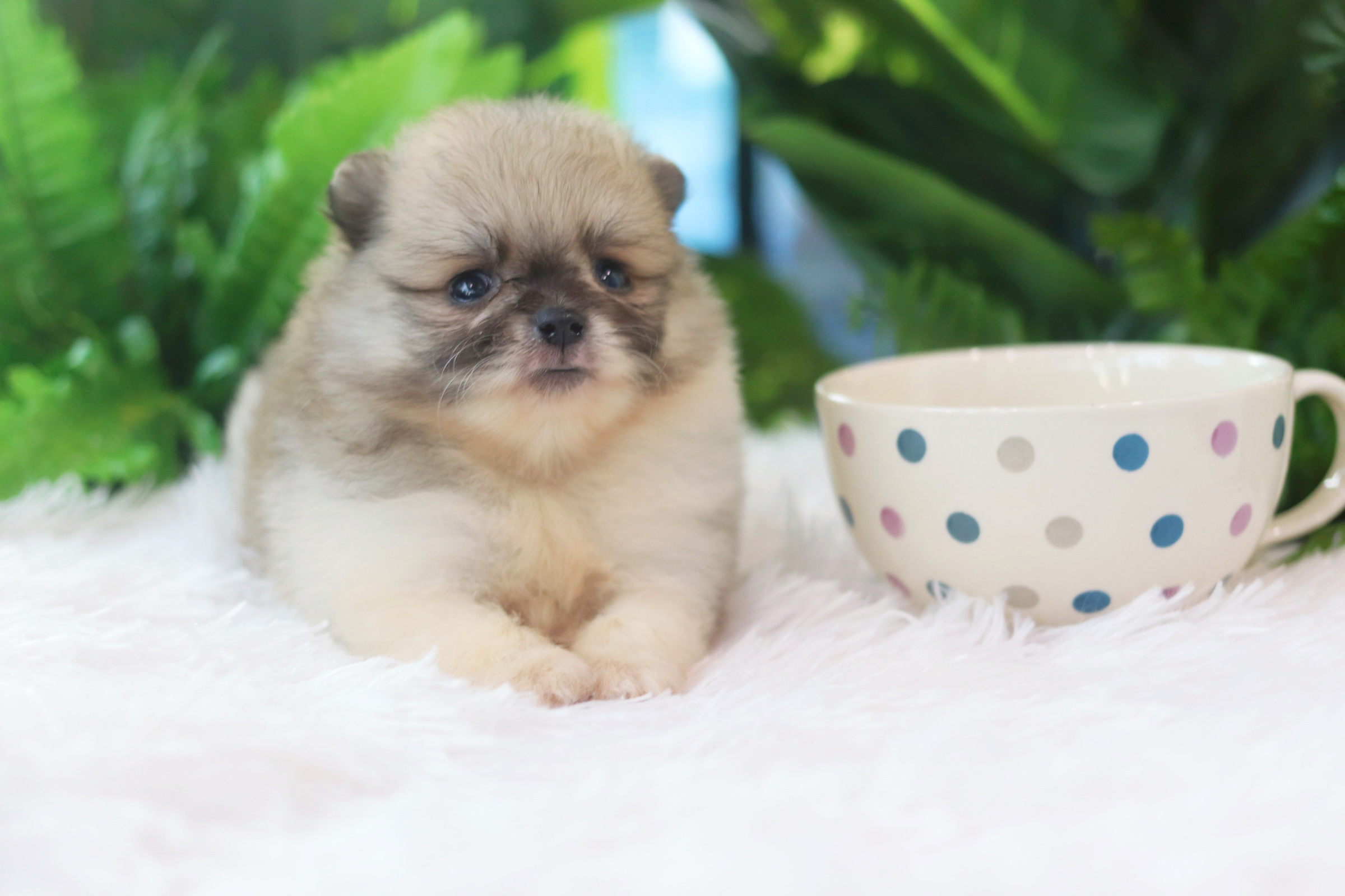 ปอมเมอเรเนียน เพศเมียสีแฟนซี