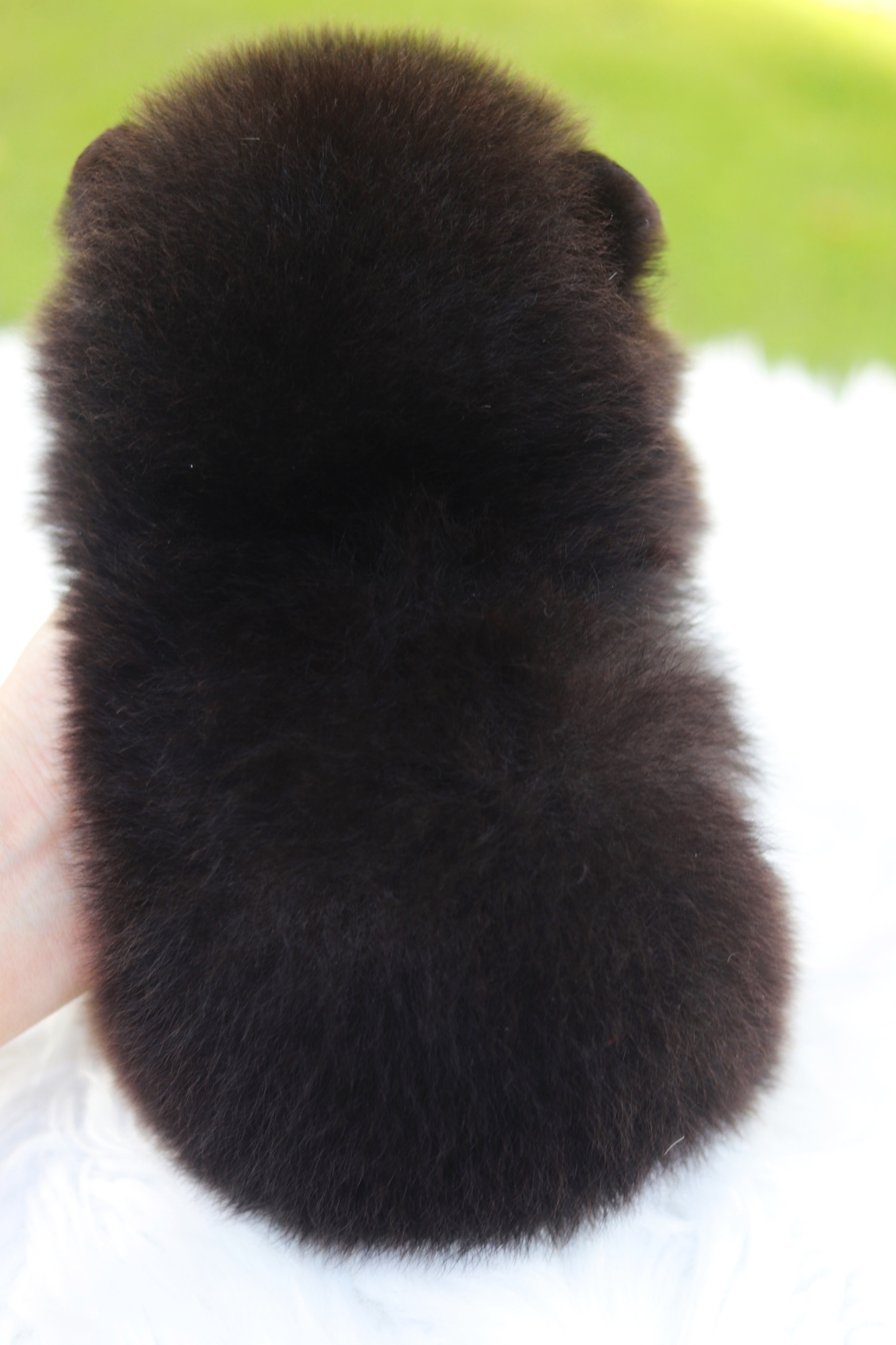 ปอมเมอเรเนียน เพศผู้สีดำ