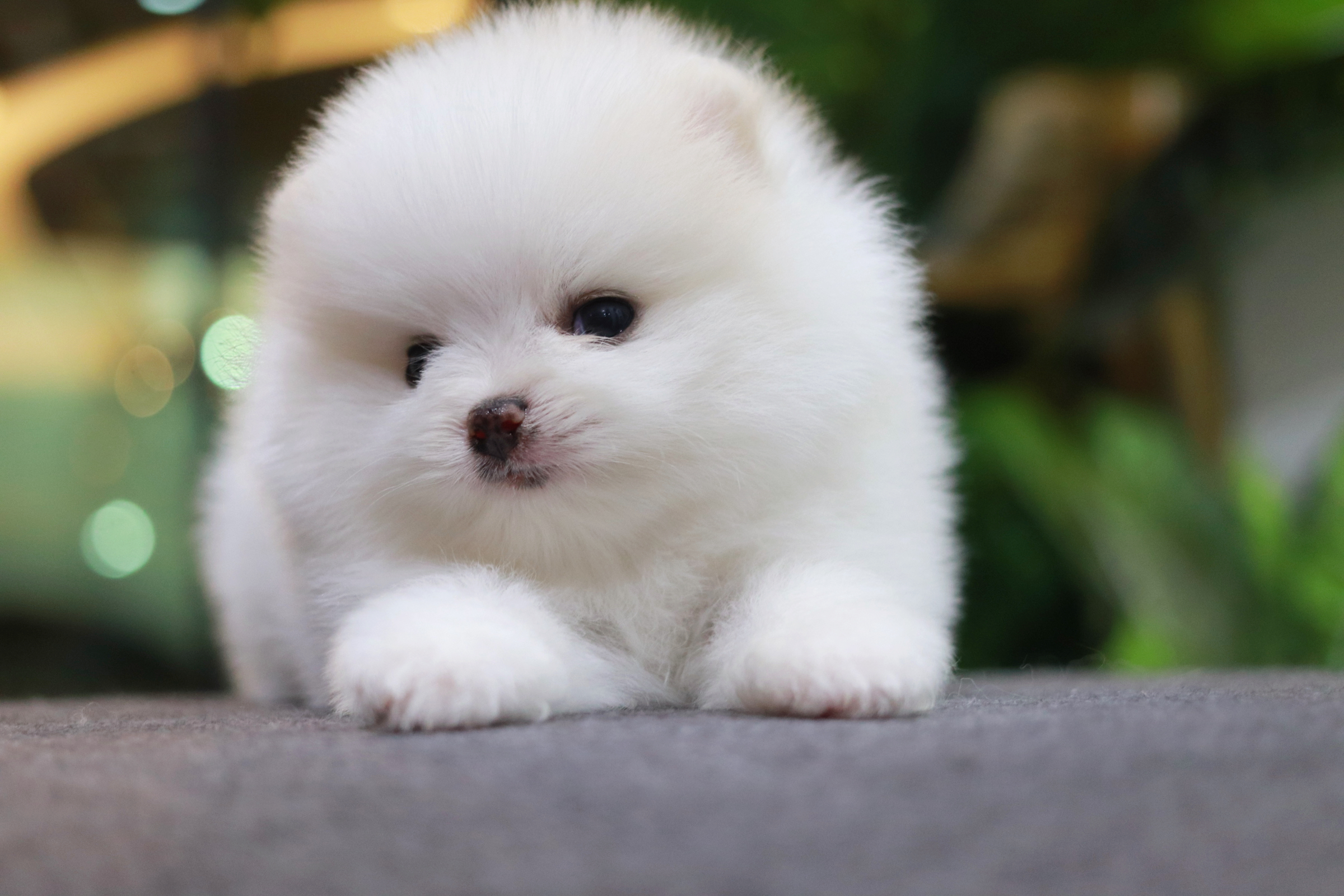 ปอมเมอเรเนียน เพศเมีย