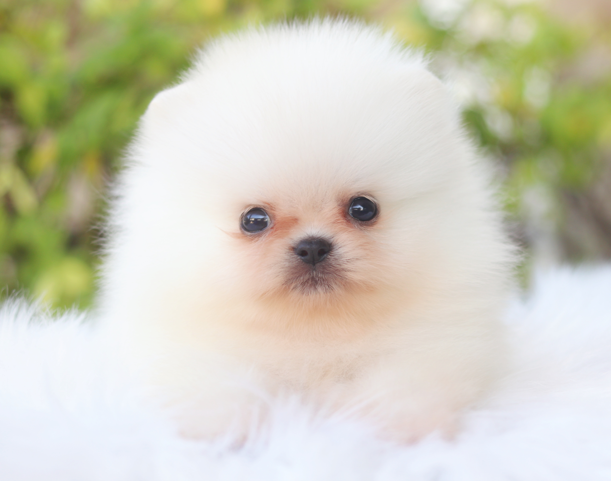 ปอมเมอเรเนียน เพศผู้สีขาวครีม