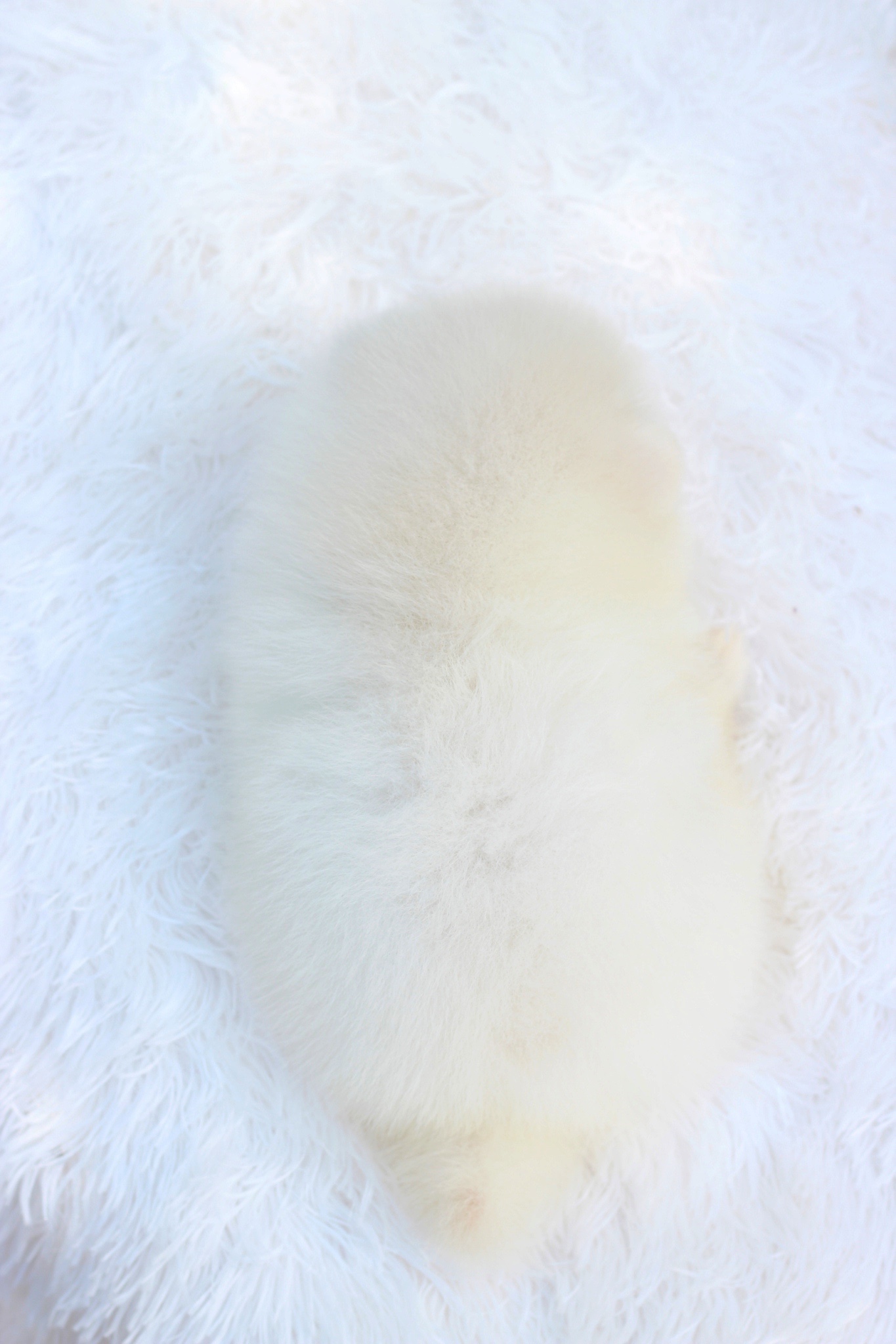 ปอมเมอเรเนียน เพศผู้ สีขาวครีม