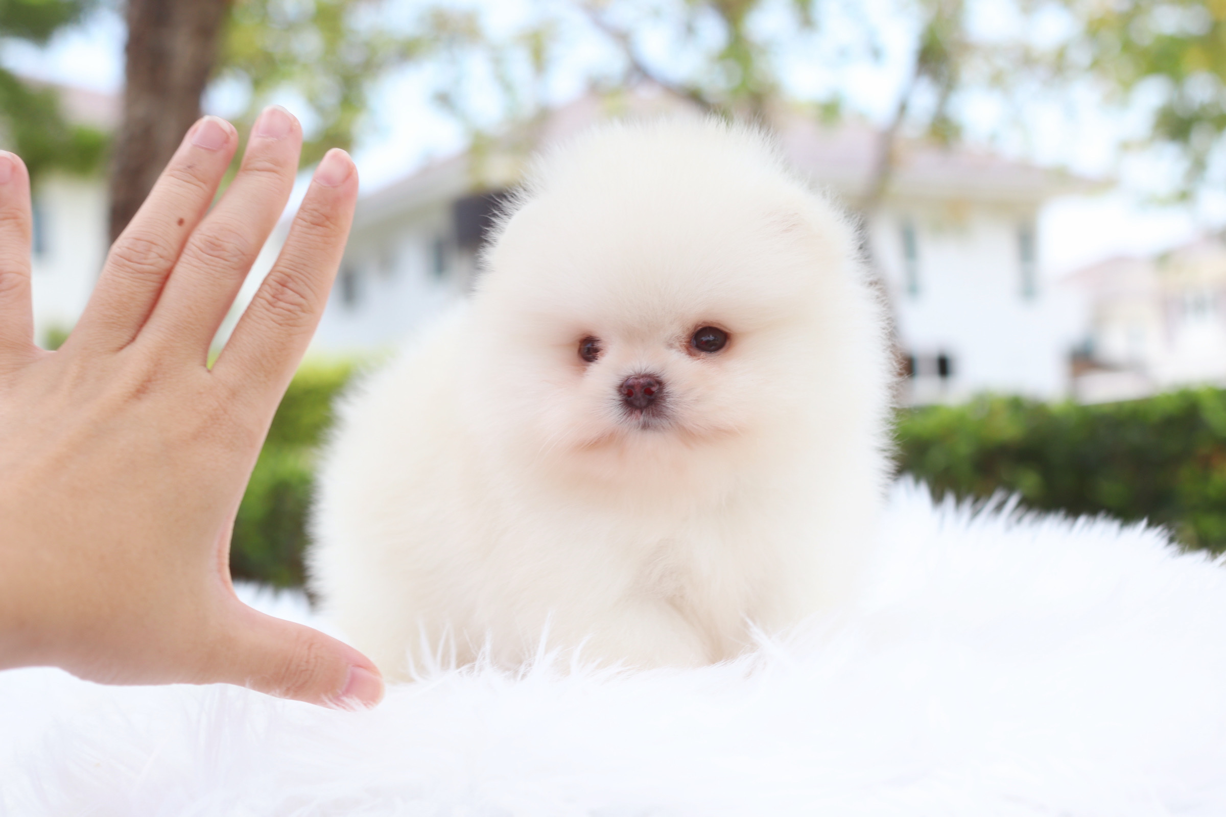 ปอมเมอเรเนียน เพศเมียสีขาวครีม เกรดโชว์