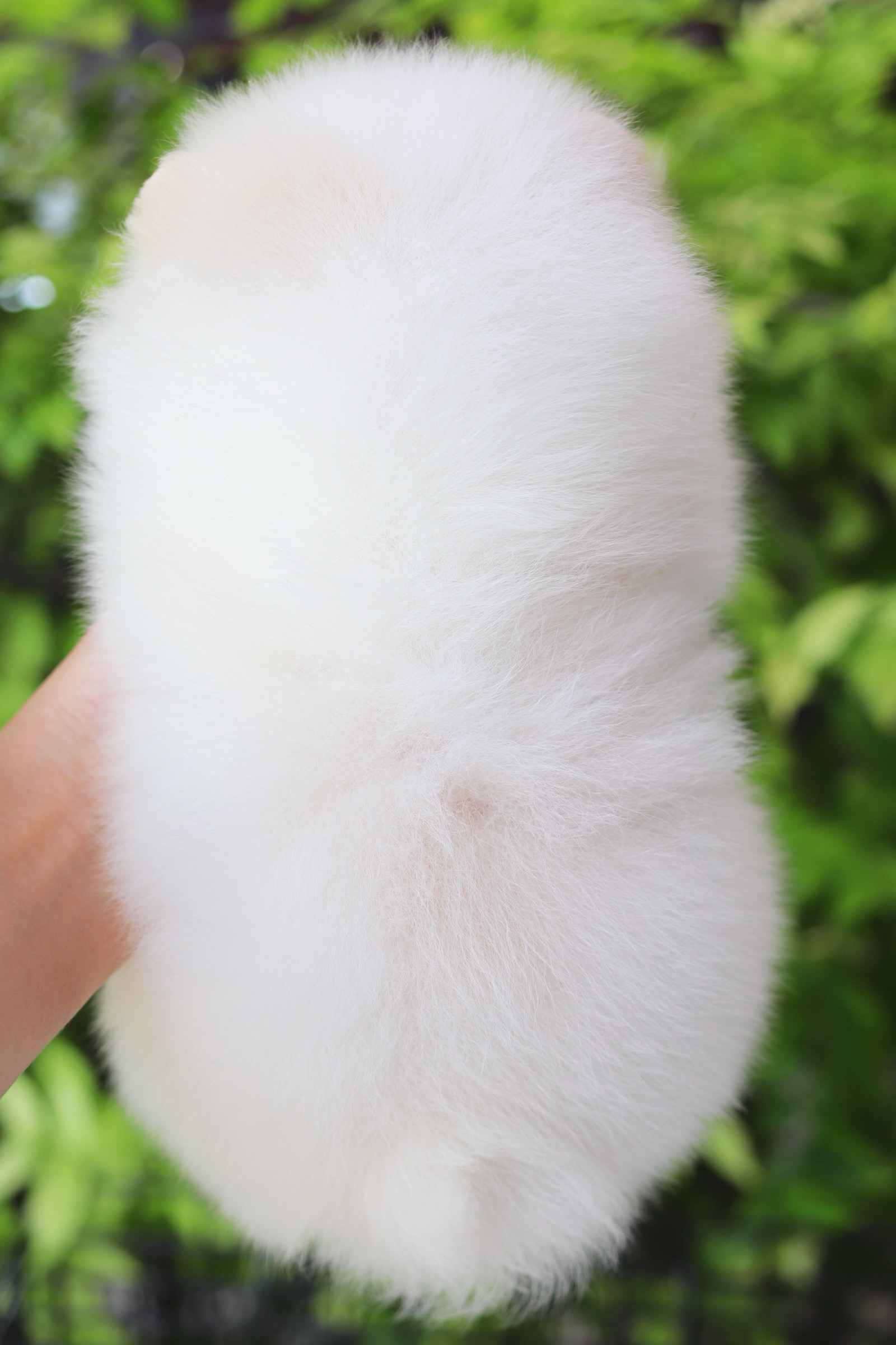 ปอมเมอเรเนียน เพศเมียสีขาวครีม