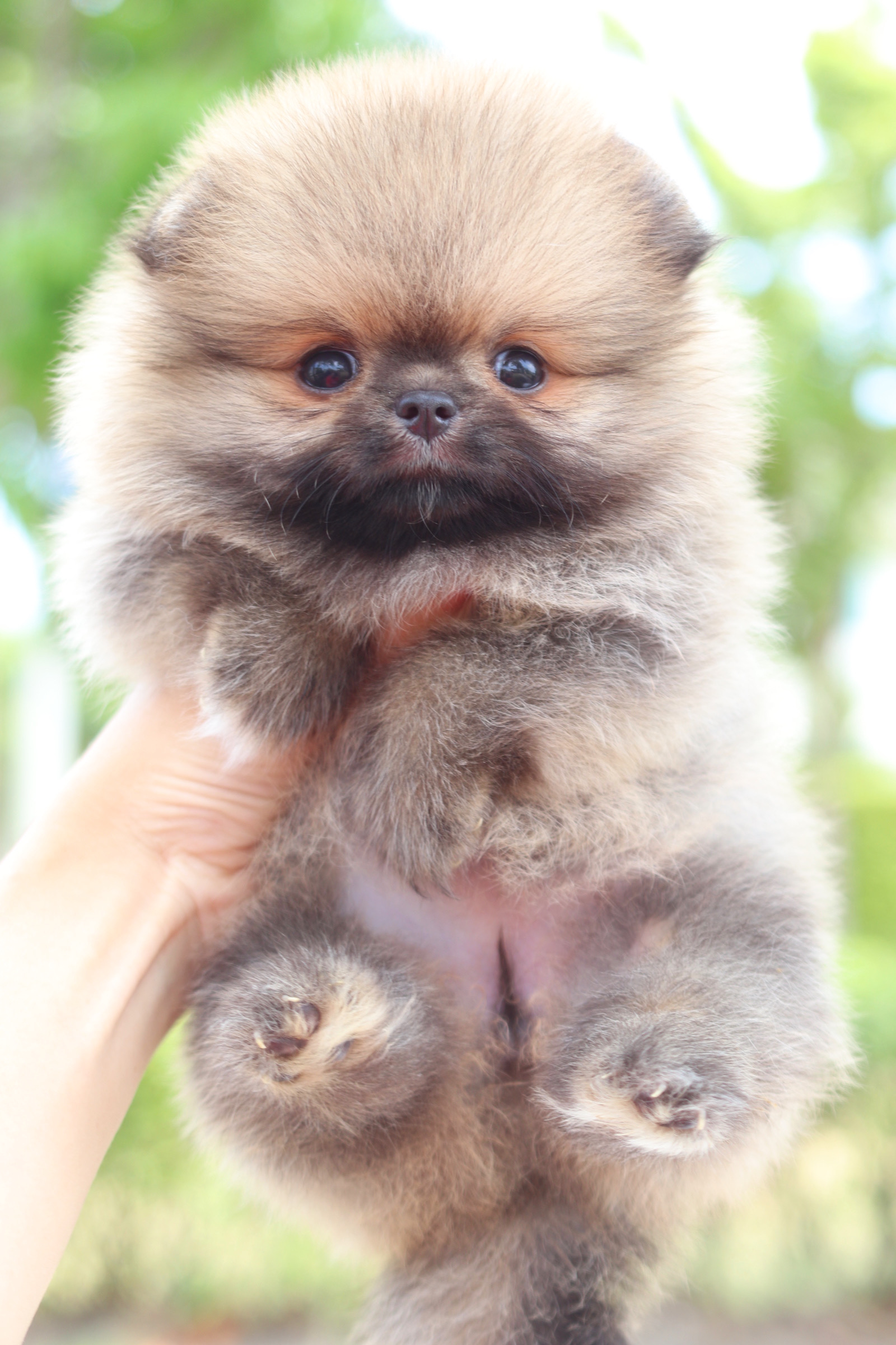 ปอมเมอเรเนียน เพศเมียสีส้ม