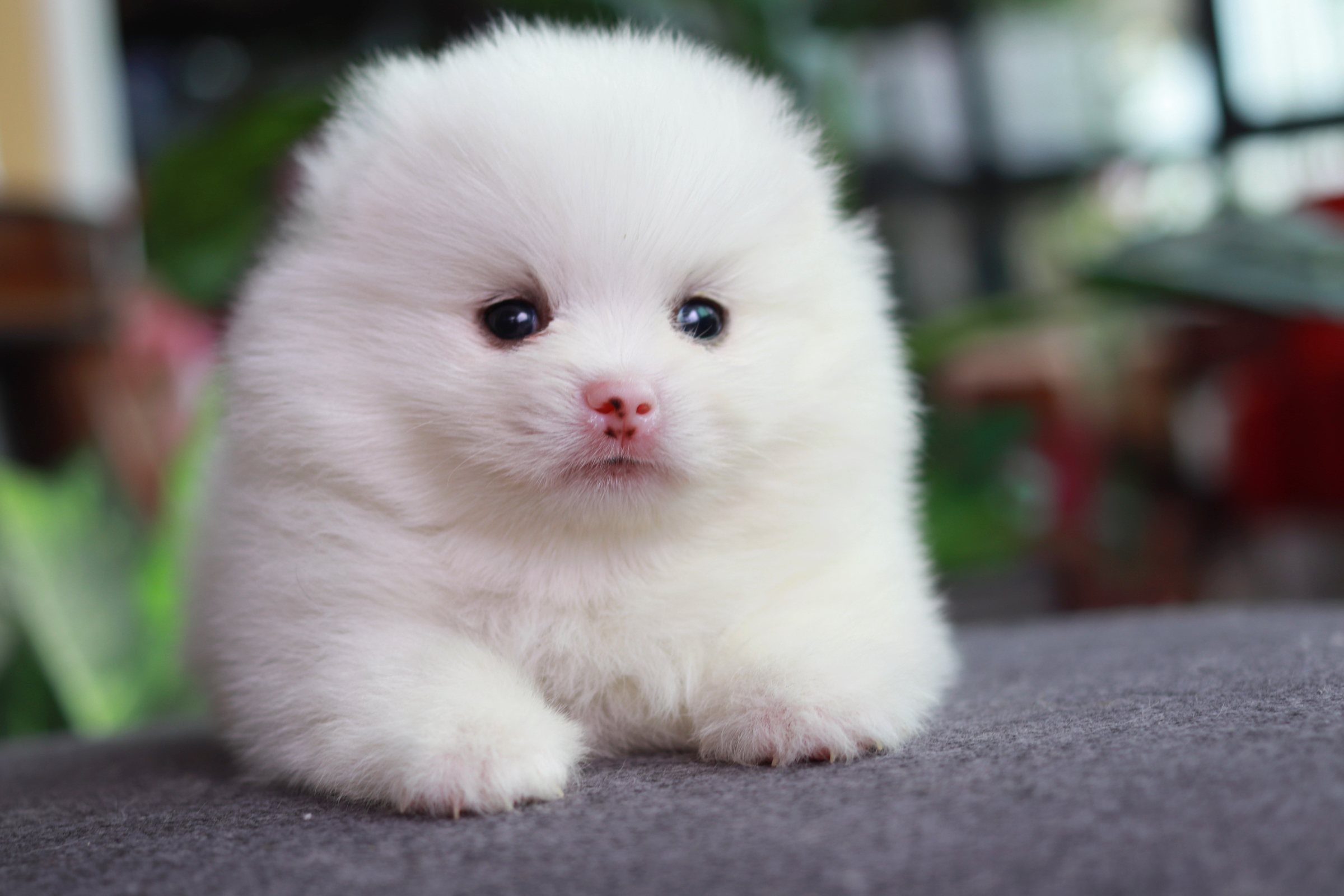 ปอมเมอเรเนียน เพศผู้ ขาว