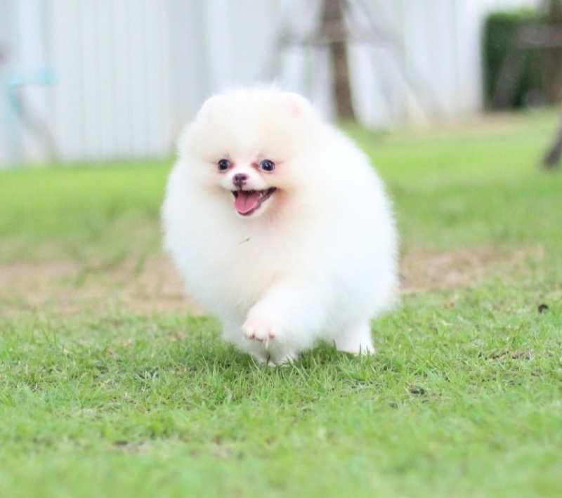 ปอมเมอเรเนียน เพศผู้สีขาวครีม