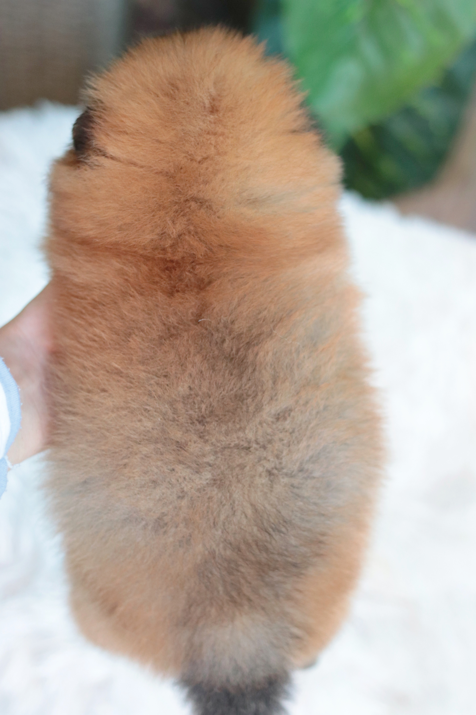 ปอมเมอเรเนียน เพศเมีย สีส้ม