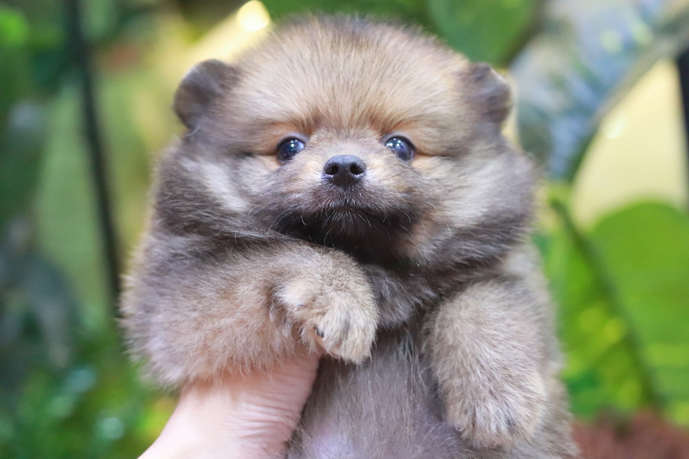 ปอมเมอเรเนียน เพศเมียสีส้ม