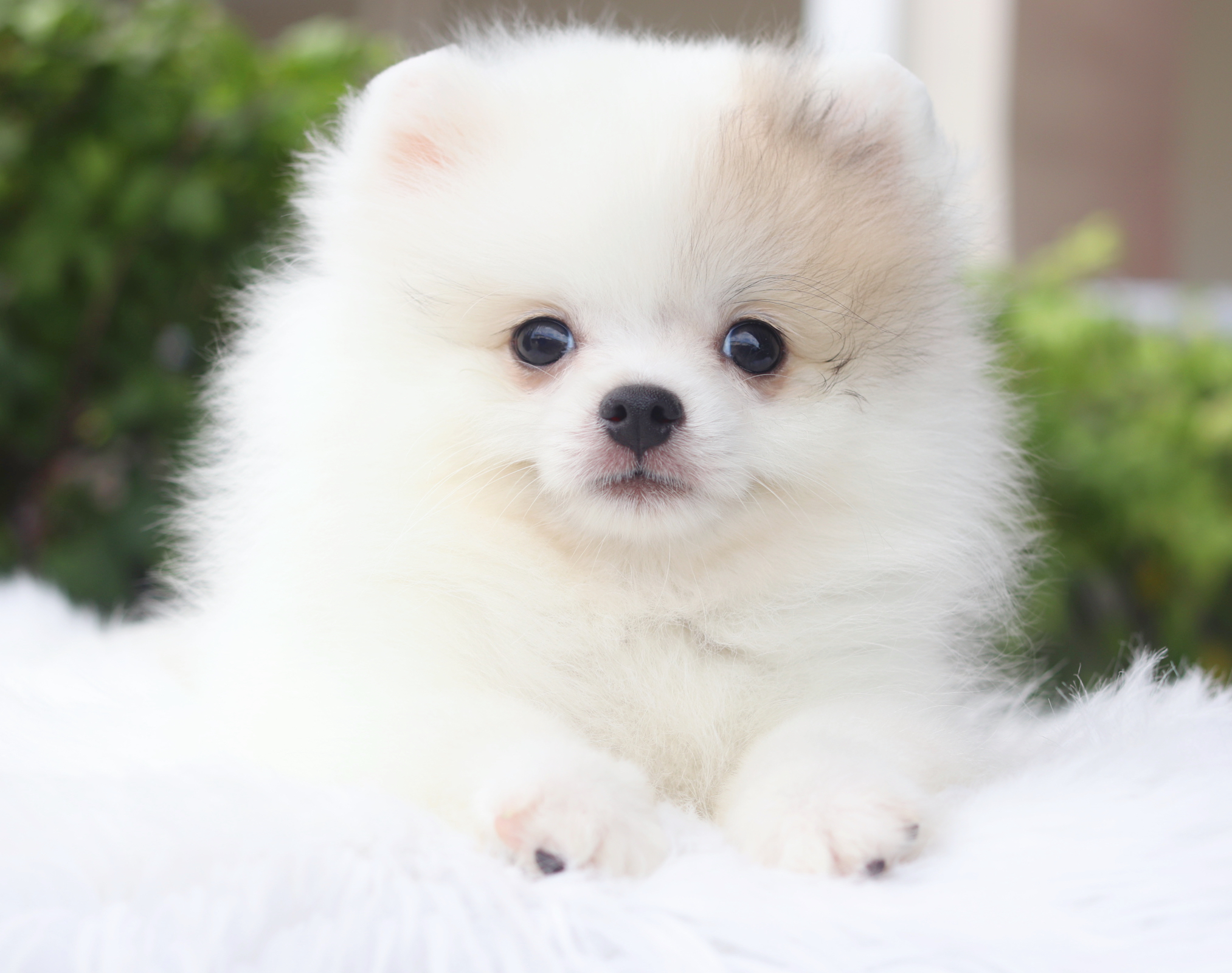 ปอมเมอเรเนียน เพศเมียสีแฟนซี