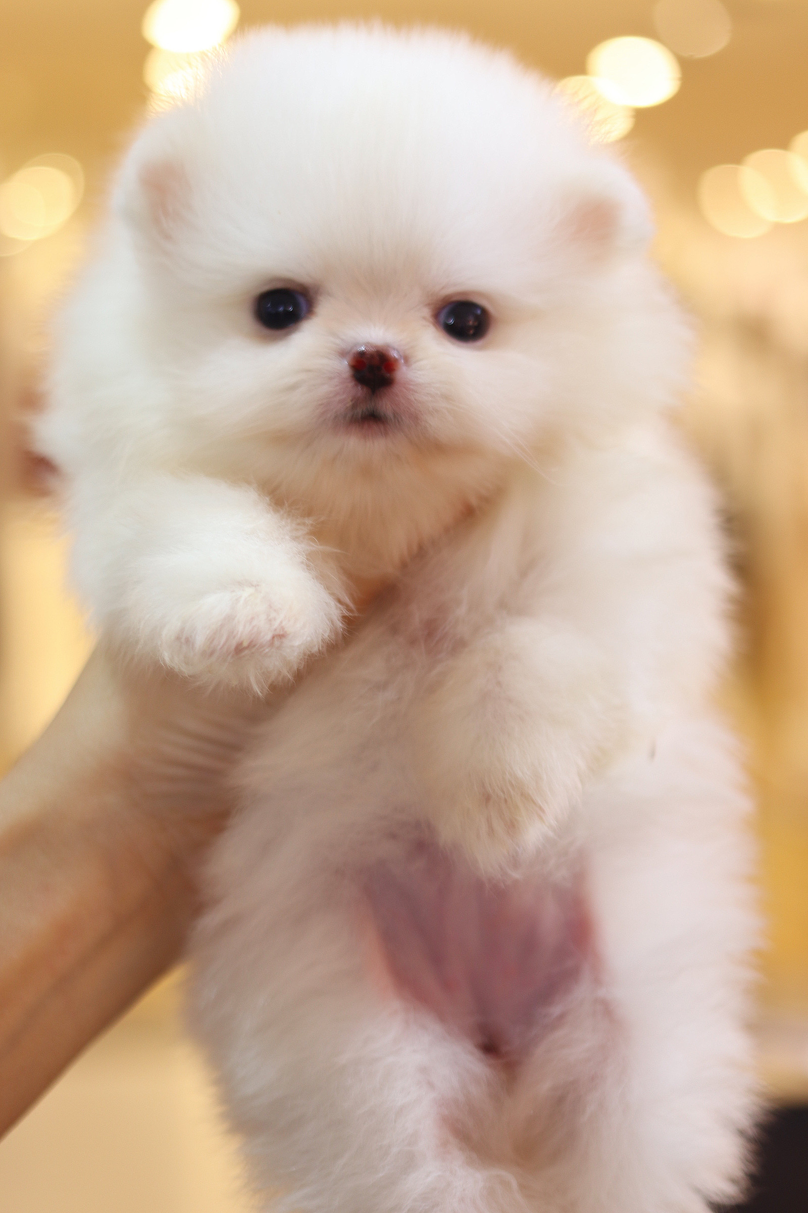 ปอมเมอเรเนียน เพศเมียสีขาวเกรดโชว์ ลูกครึ่งเกาหลี