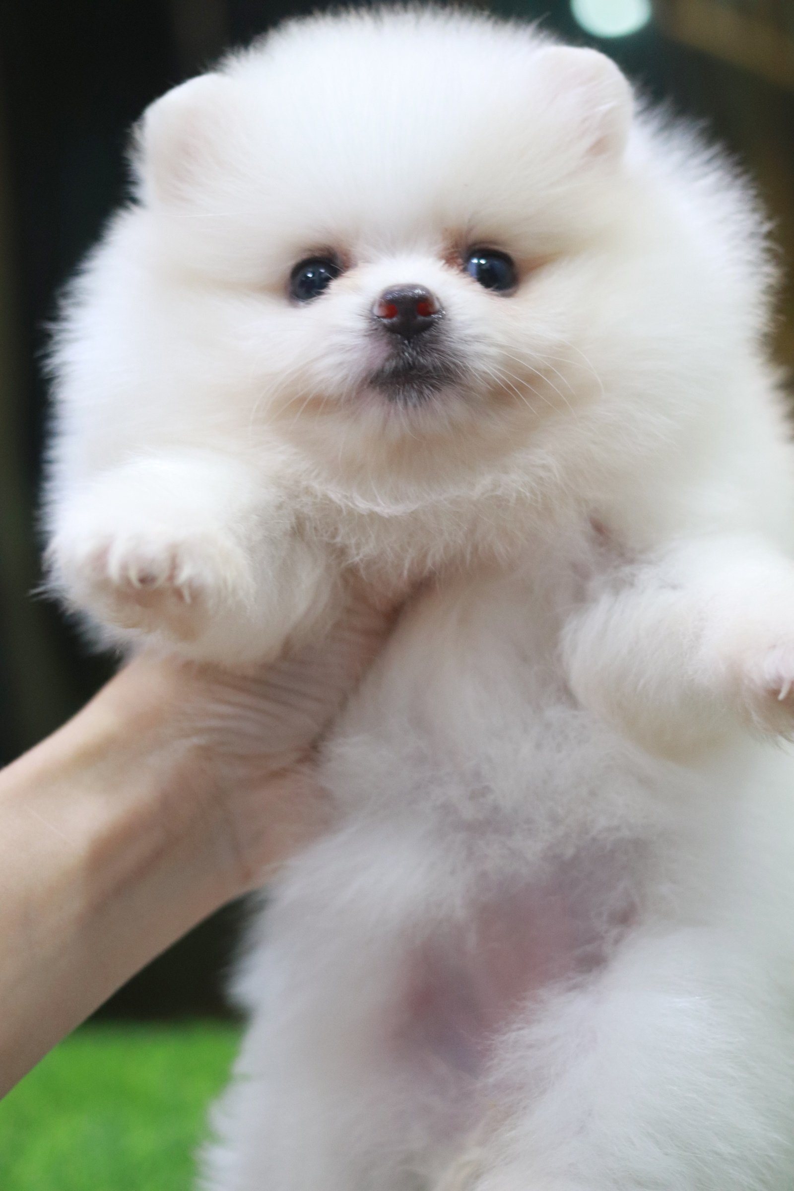 ปอมเมอเรเนียน เพศเมียสีขาวครีม