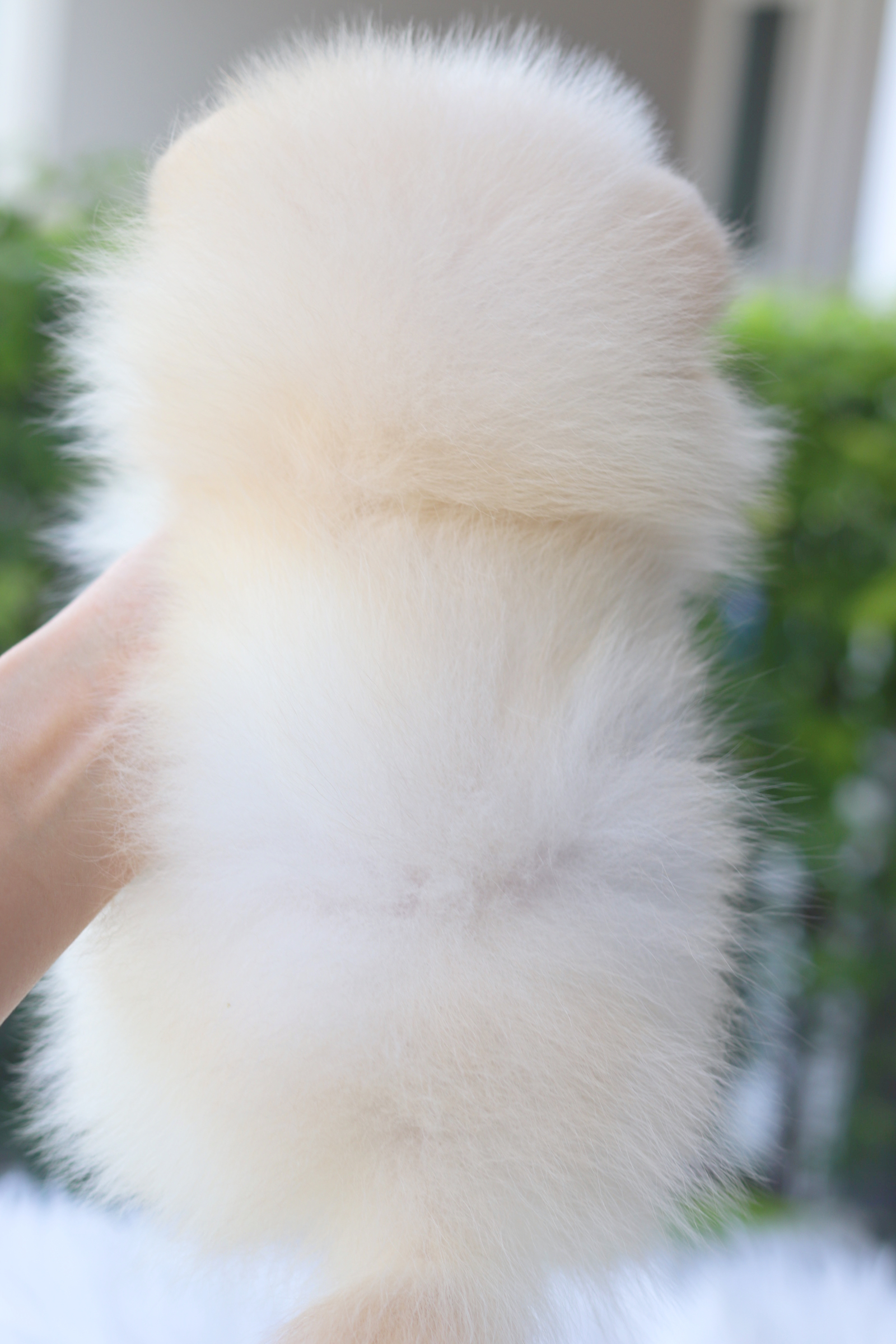 ปอมเมอเรเนียน เพศผู้สีขาวครีมไซส์เล็ก