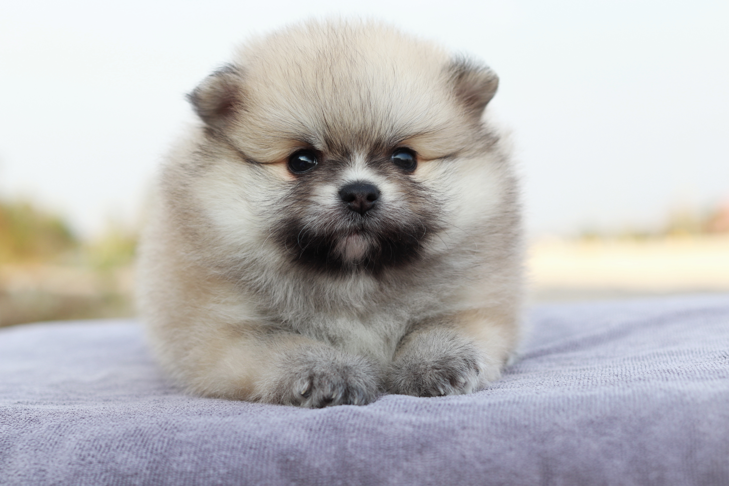 ปอมเมอเรเนียน เพศเมีย