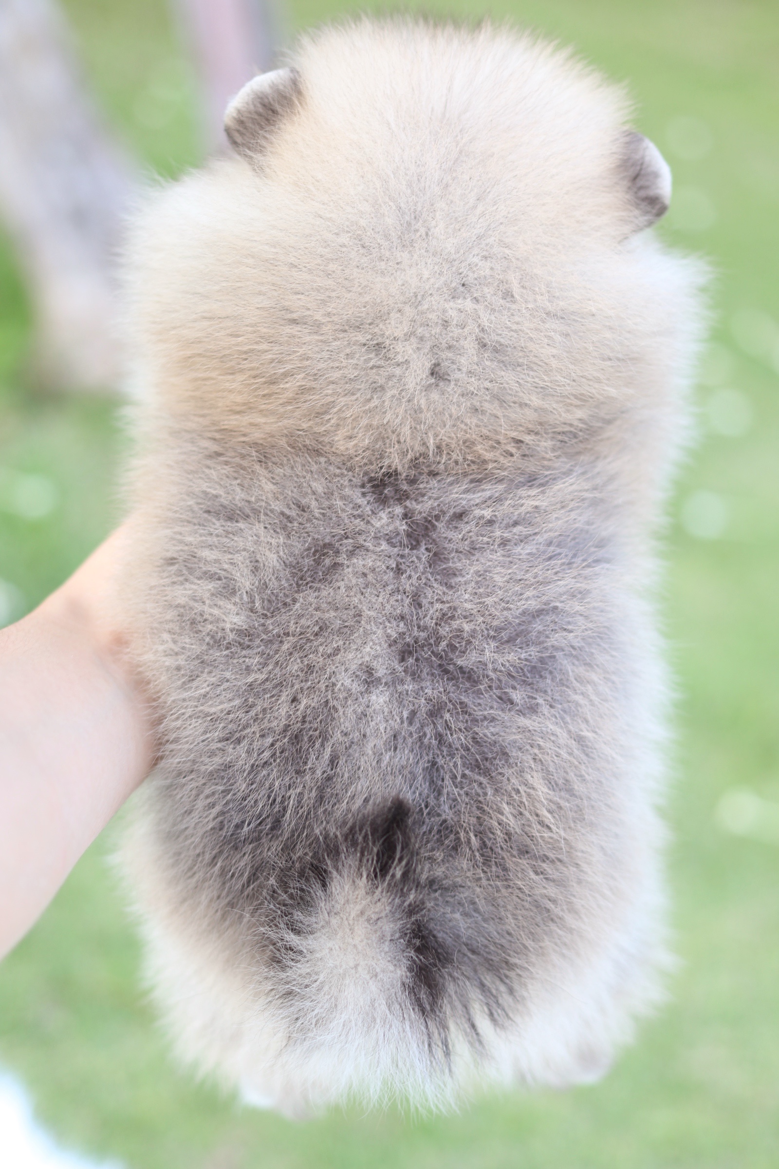 ปอมเมอเรเนียน เพศผู้ สีส้ม