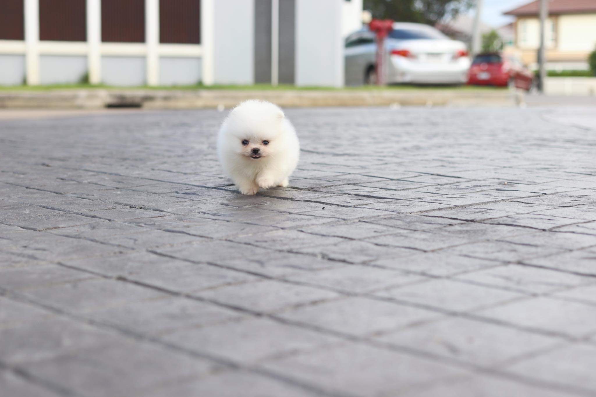 ปอมเมอเรเนียน เพศเมีย สีขาวครีม ไซด์ทีคัพ เกรดโชว์