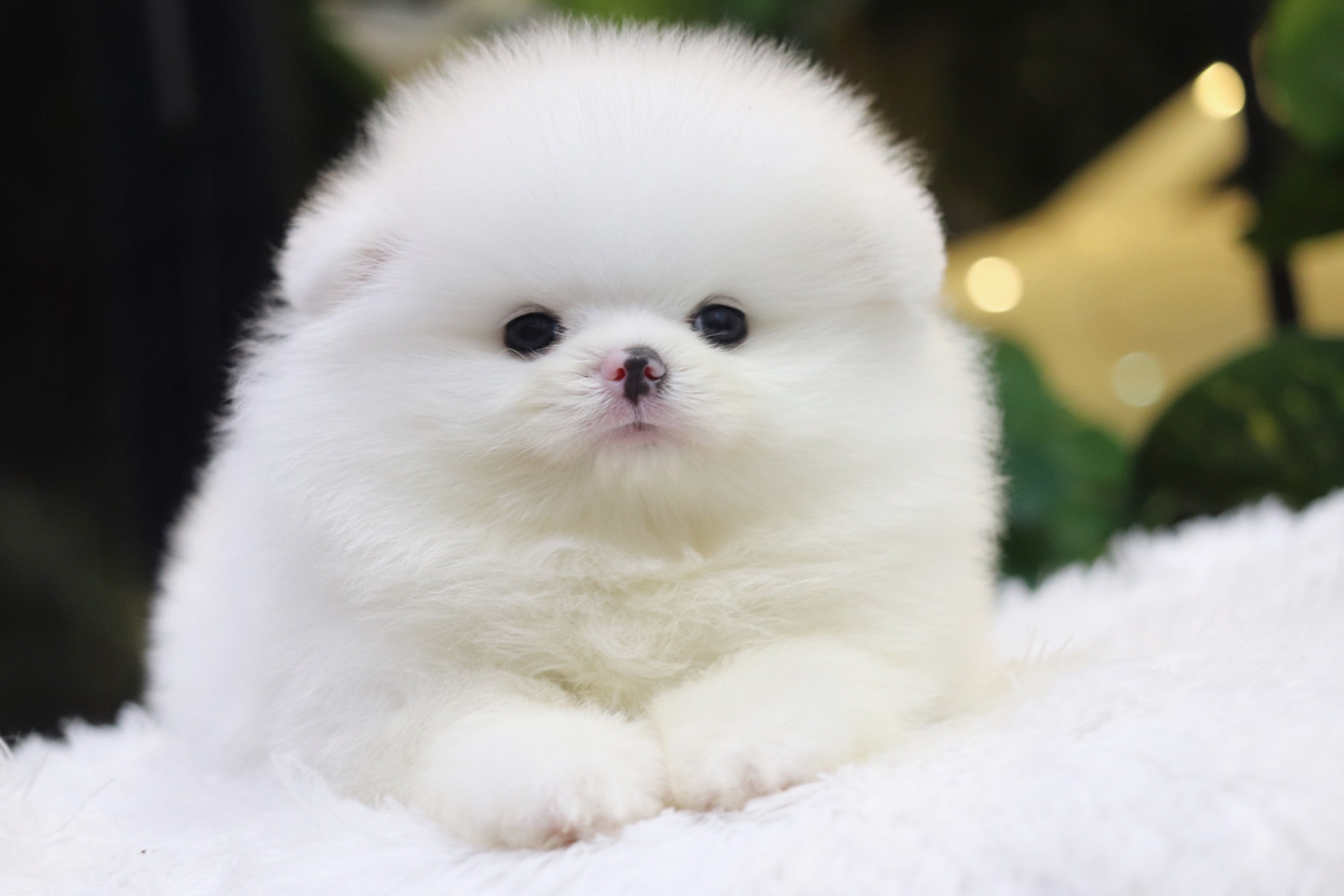 ปอมเมอเรเนียน เพศผู้ สีขาวเกรดโชว์