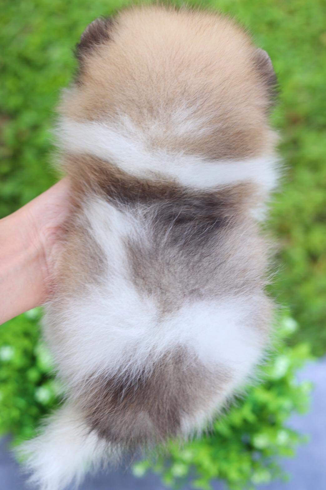 ปอมเมอเรเนียน เพศเมีย