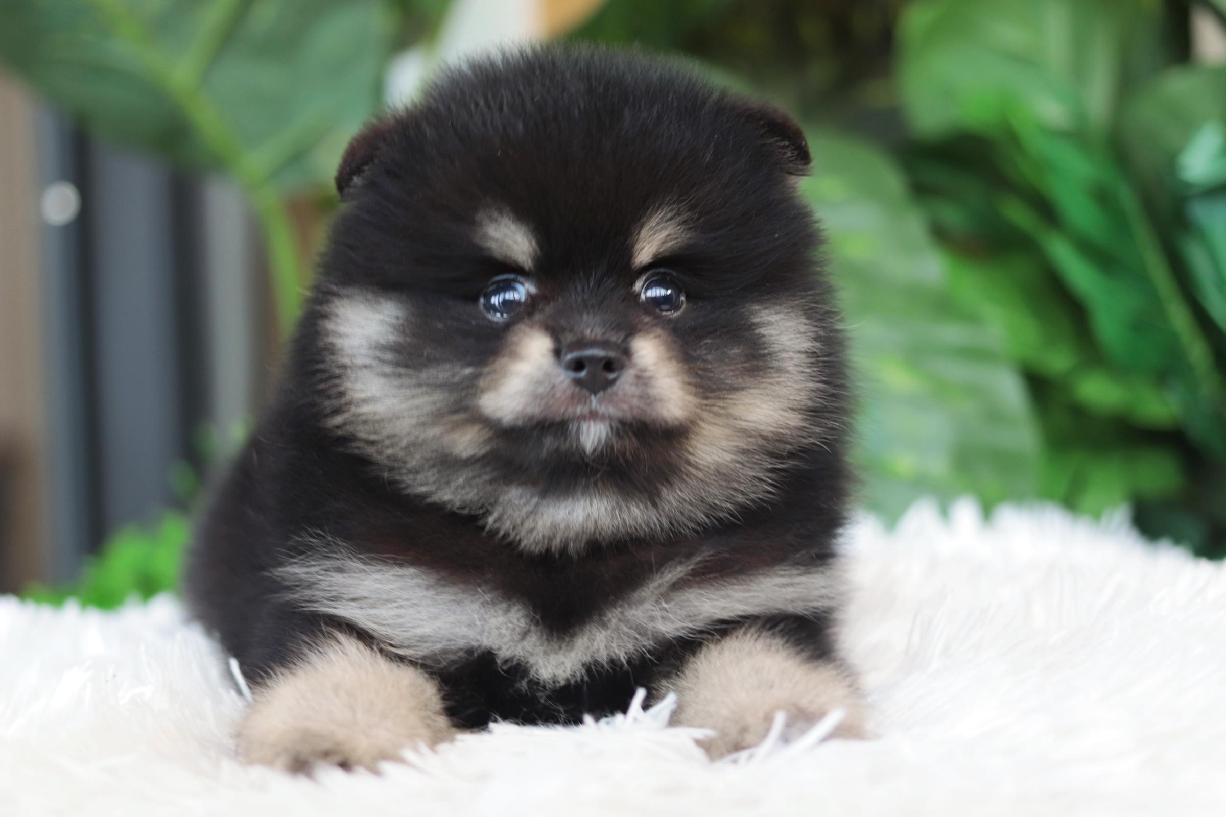 ปอมเมอเรเนียน เพศผู้แบล็คแทน