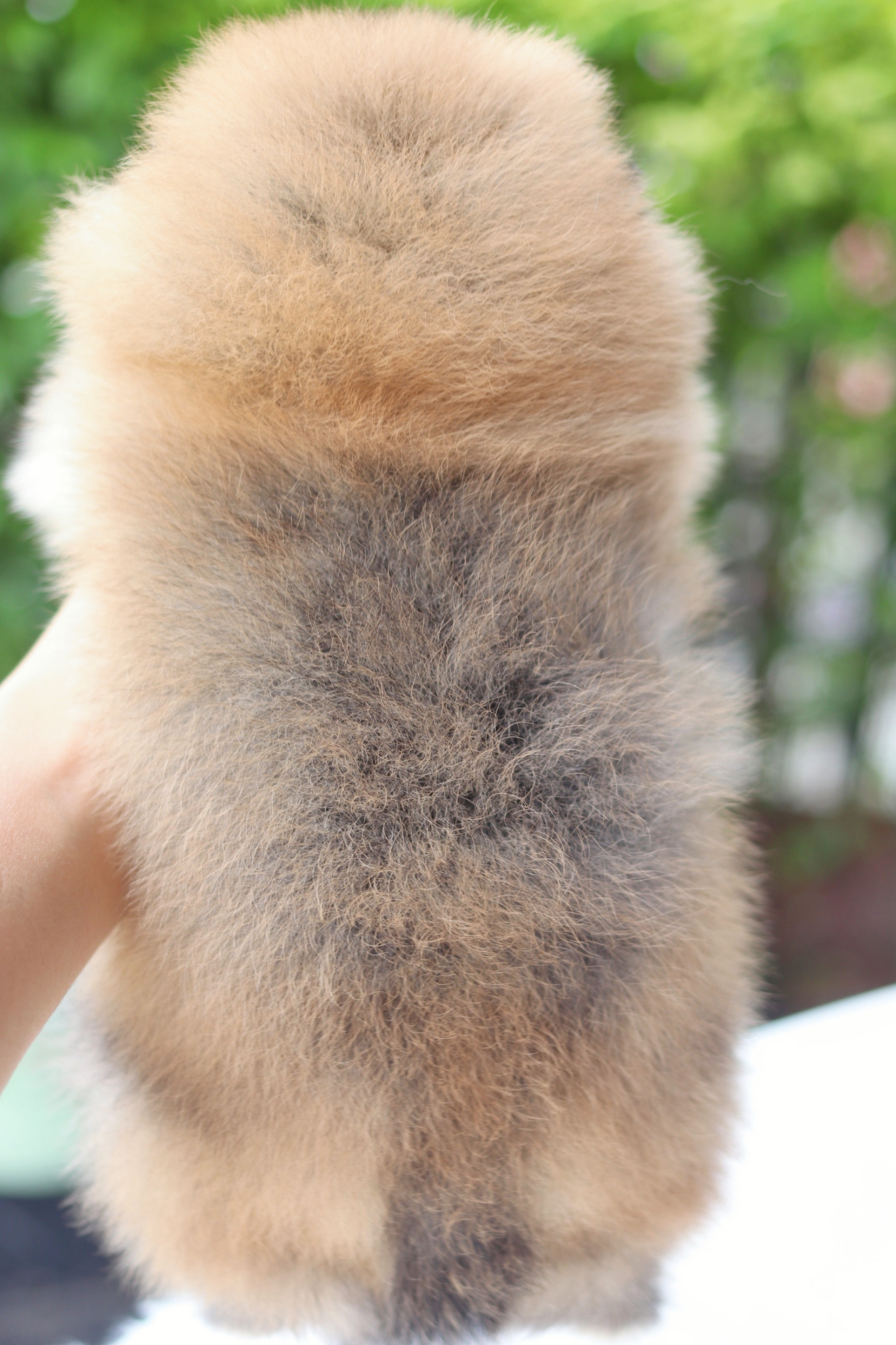 ปอมเมอเรเนียน เพศผู้สีส้ม