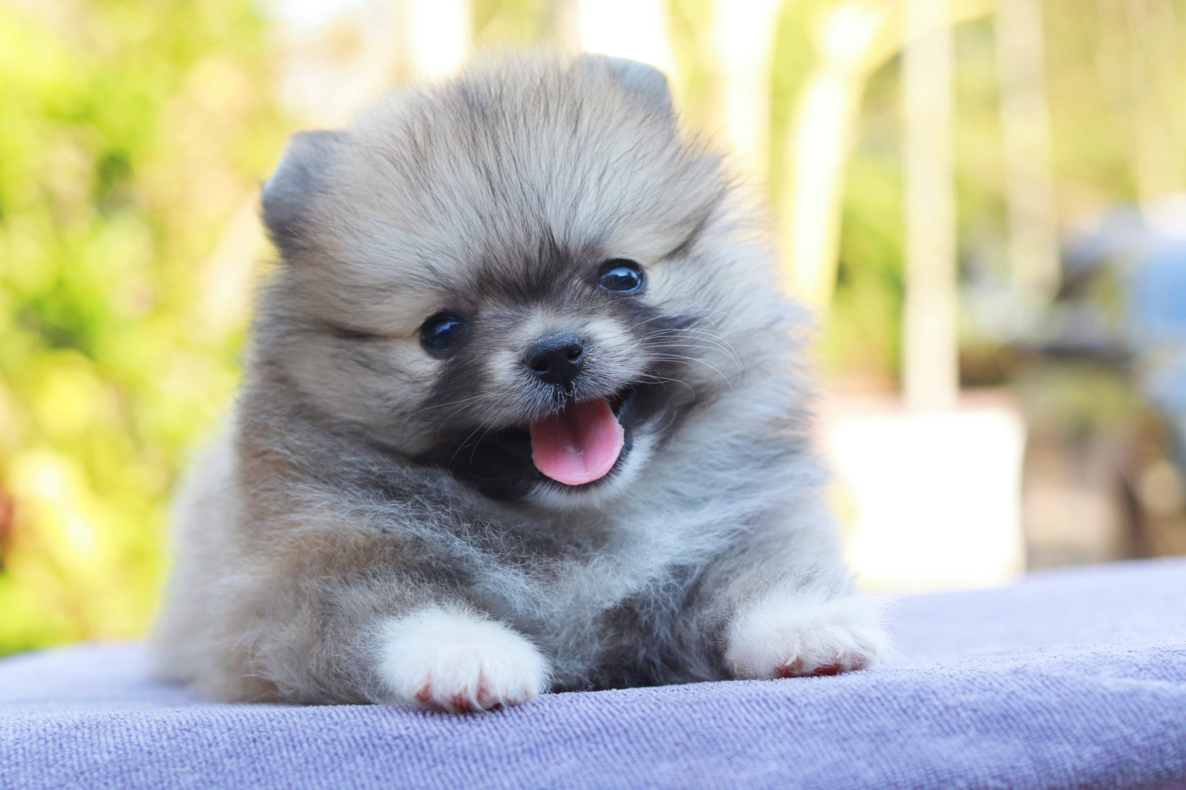 ปอมเมอเรเนียน เพศเมีย