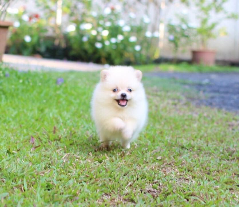 ปอมเมอเรเนียน เพศเมีย