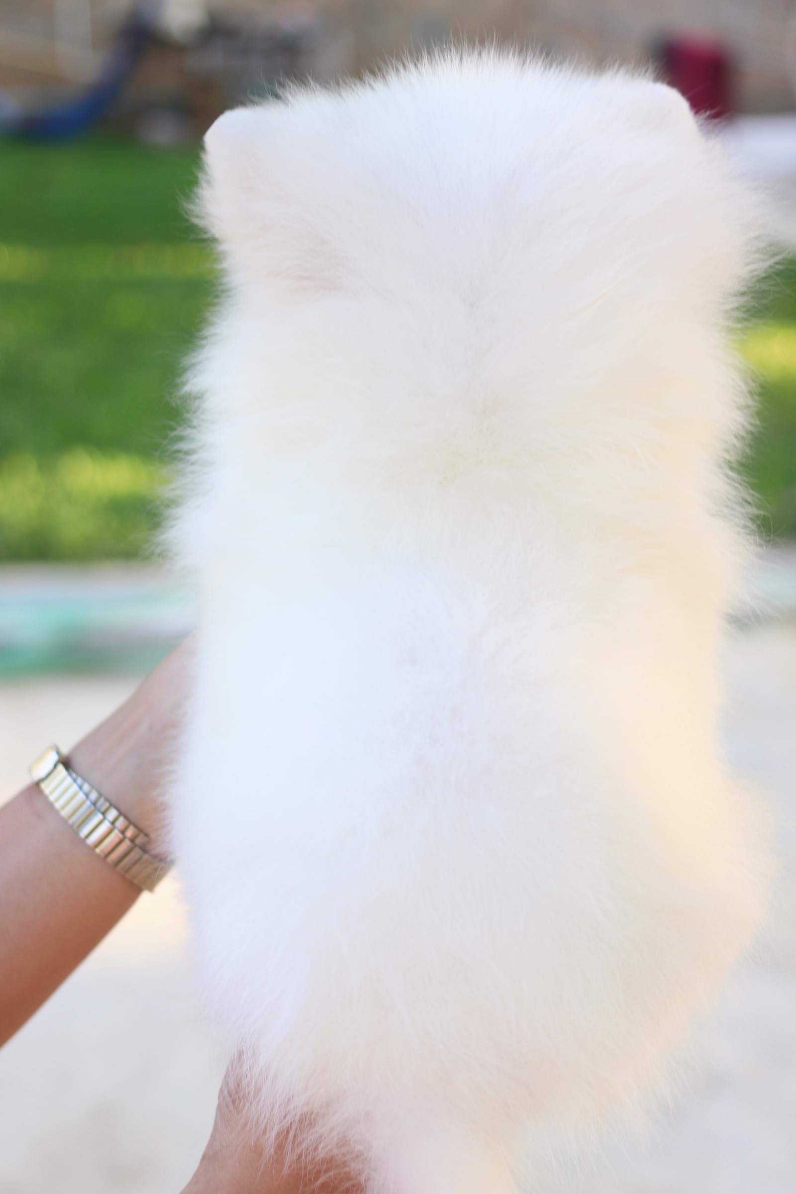 ปอมเมอเรเนียน เพศผู้ สีขาวครีม สามเดือน