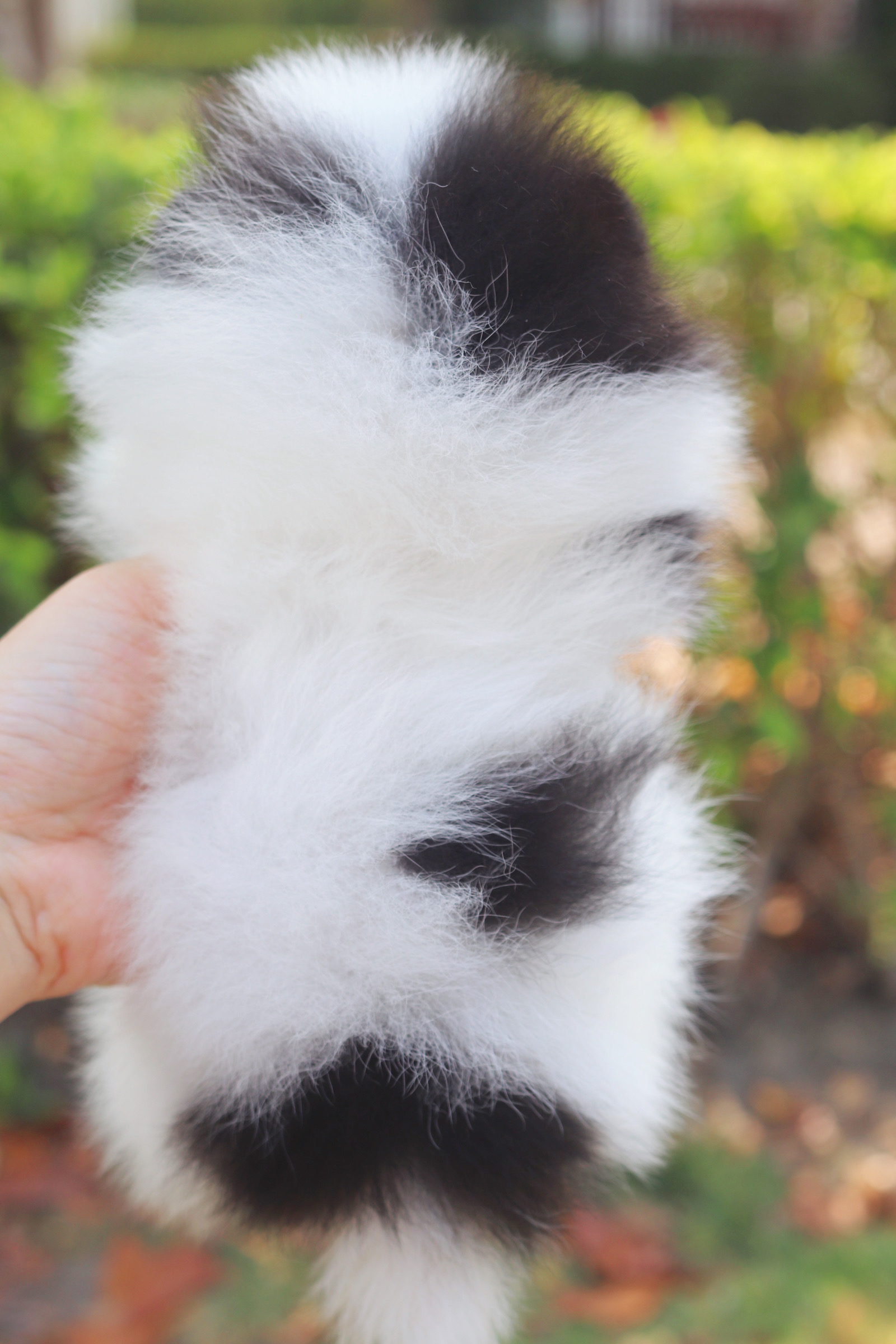 ปอมเมอเรเนียน เพศผู้เมีย สีไตรคัลเลอร์ เกรดโชว์