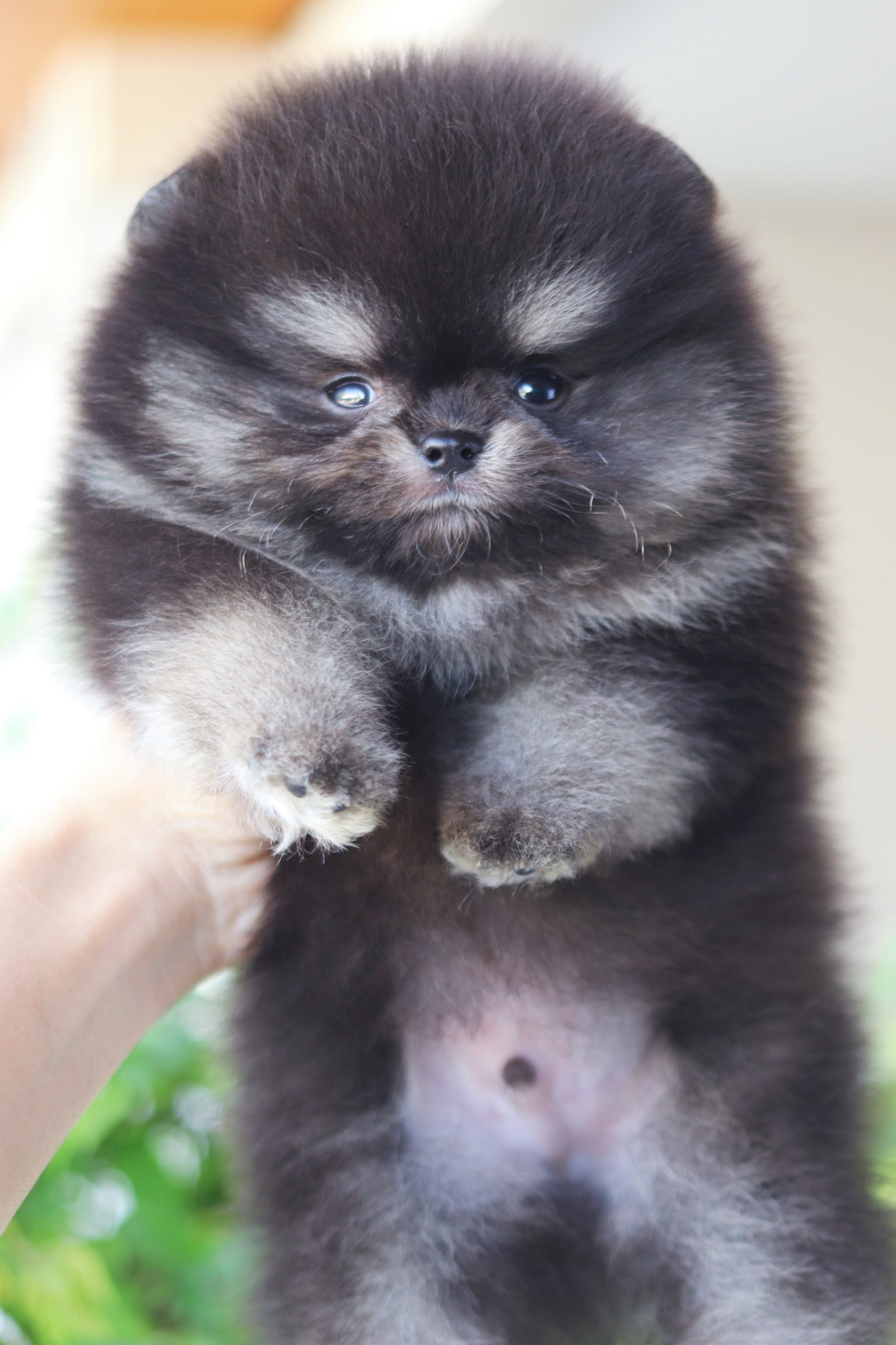 ปอมเมอเรเนียน เพศผู้ แบล็คแทน เกรดโชว์