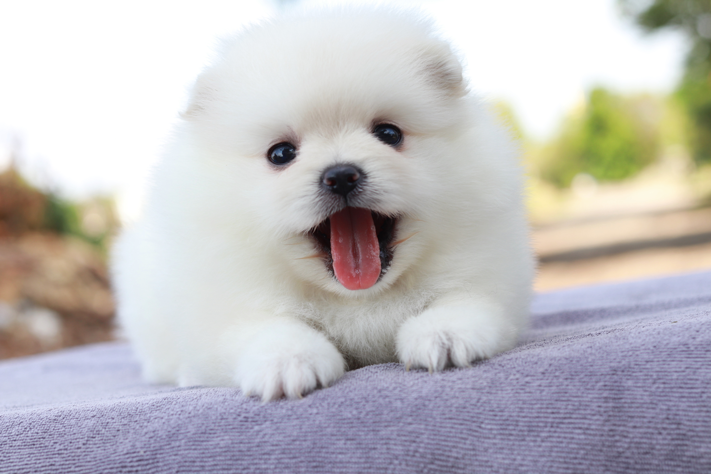 ปอมเมอเรเนียน เพศเมียสีขาว