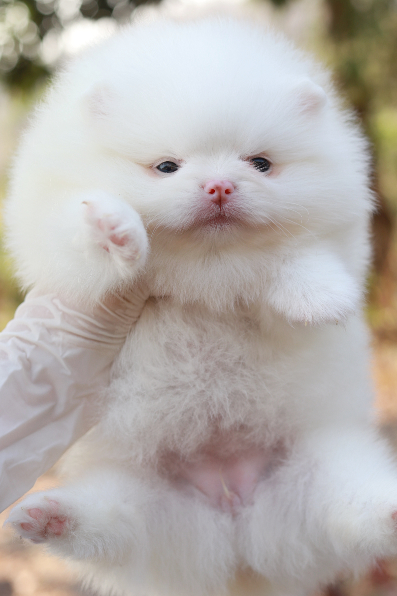 ปอมเมอเรเนียน เพศเมียสีขาวสำลี