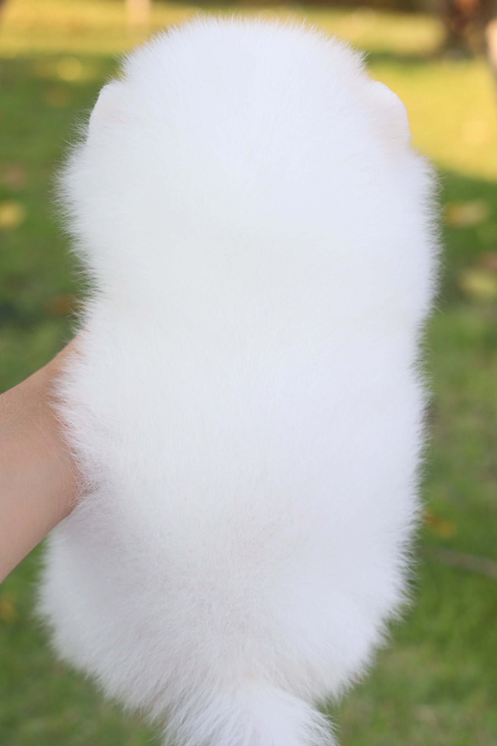 ปอมเมอเรเนียน เพศผู้สีขาวครีม