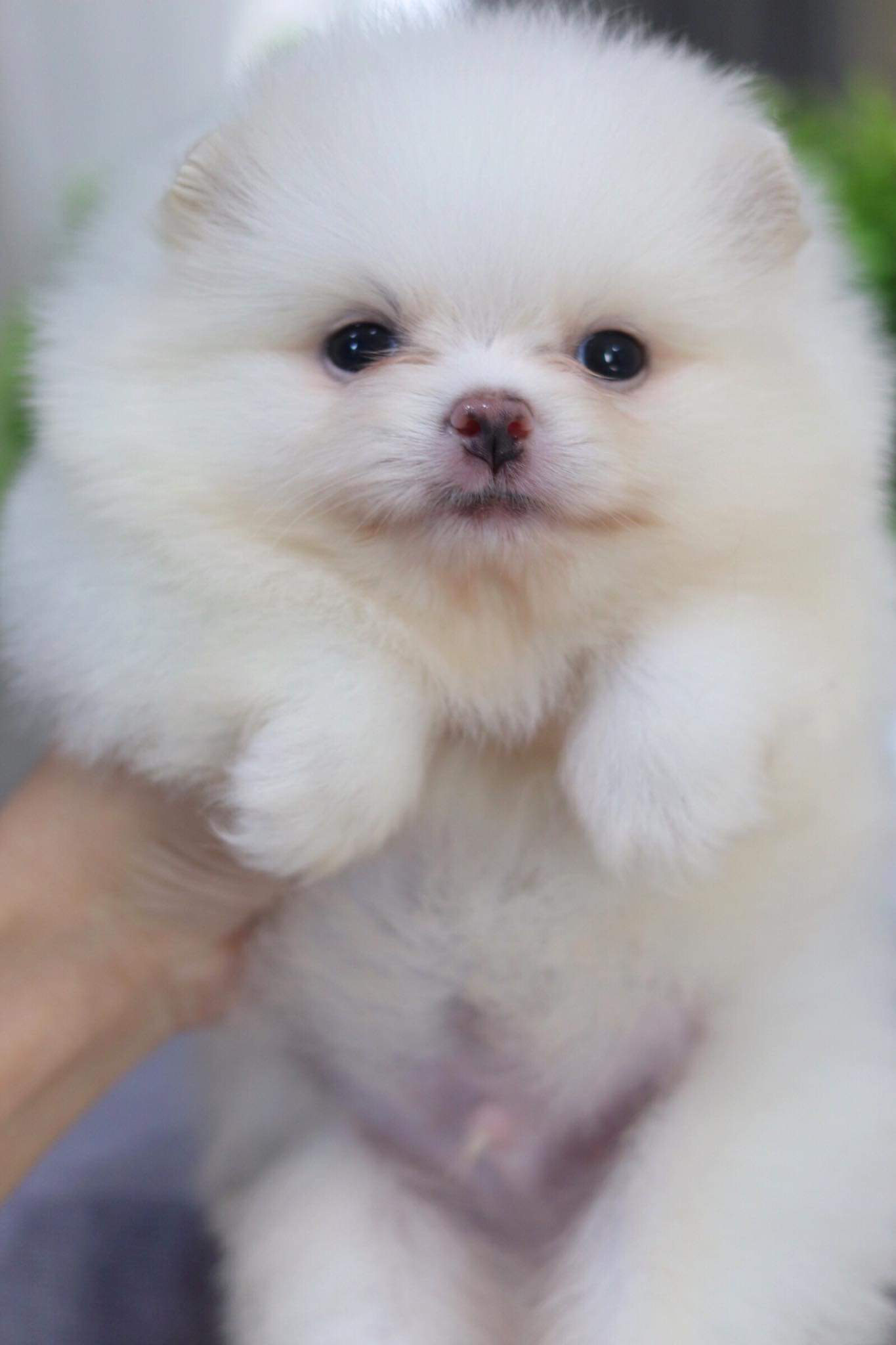 ปอมเมอเรเนียน เพศผู้